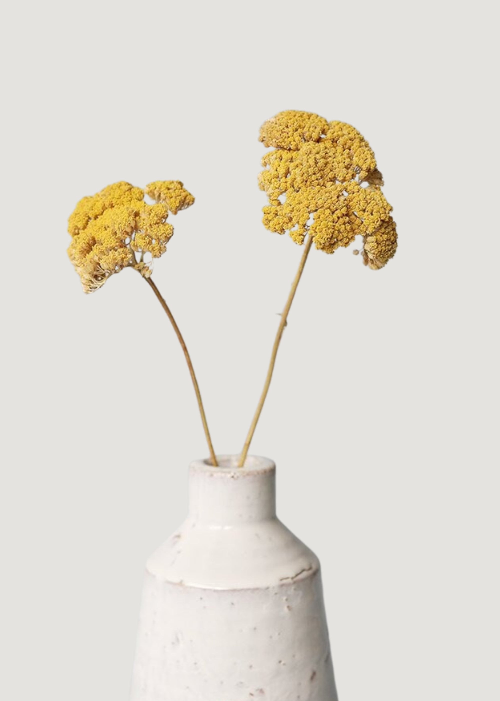 Yellow Dried Yarrow Bundle for Vase and Wedding Styling