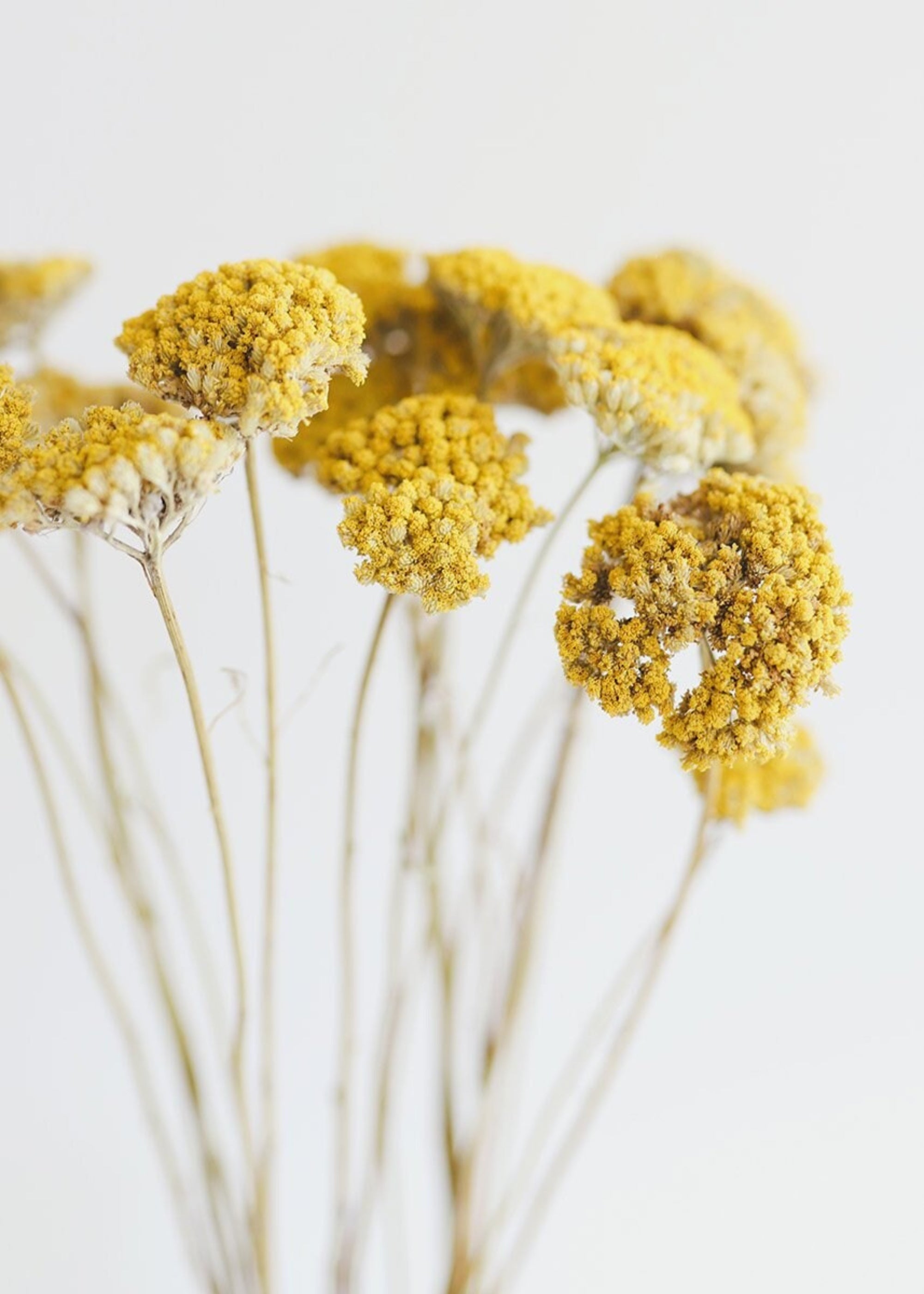 Yellow Dried Yarrow Bundle for Vase and Wedding Styling