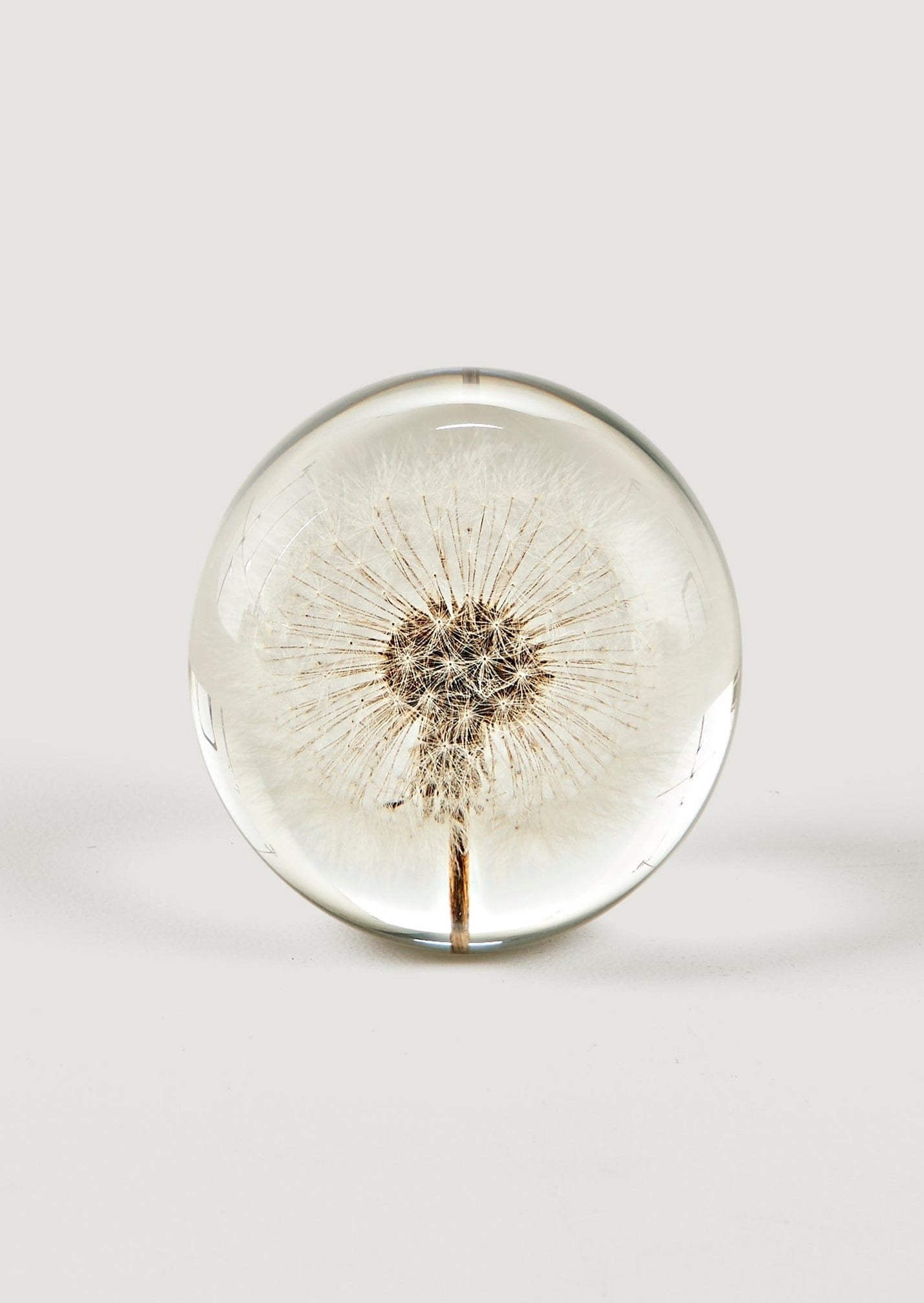 Preserved Dandelion Head Paper Weight for Home Styling