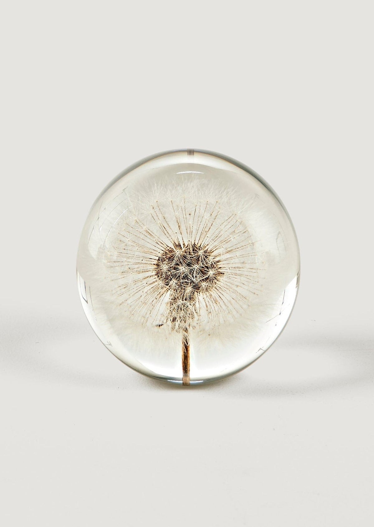 Preserved Dandelion Head Paper Weight for Home Styling