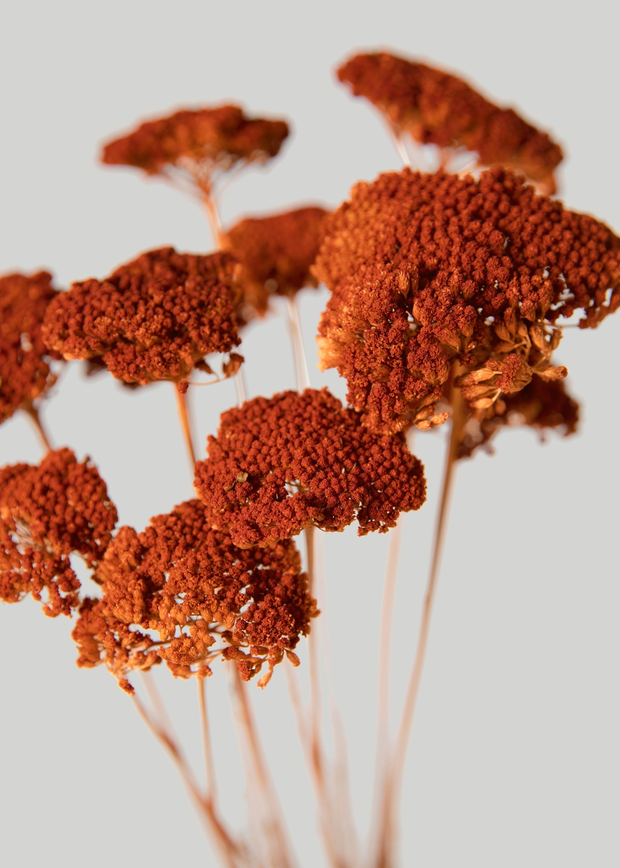 Orange Dried Yarrow Bundle for Seasonal Vase Styling