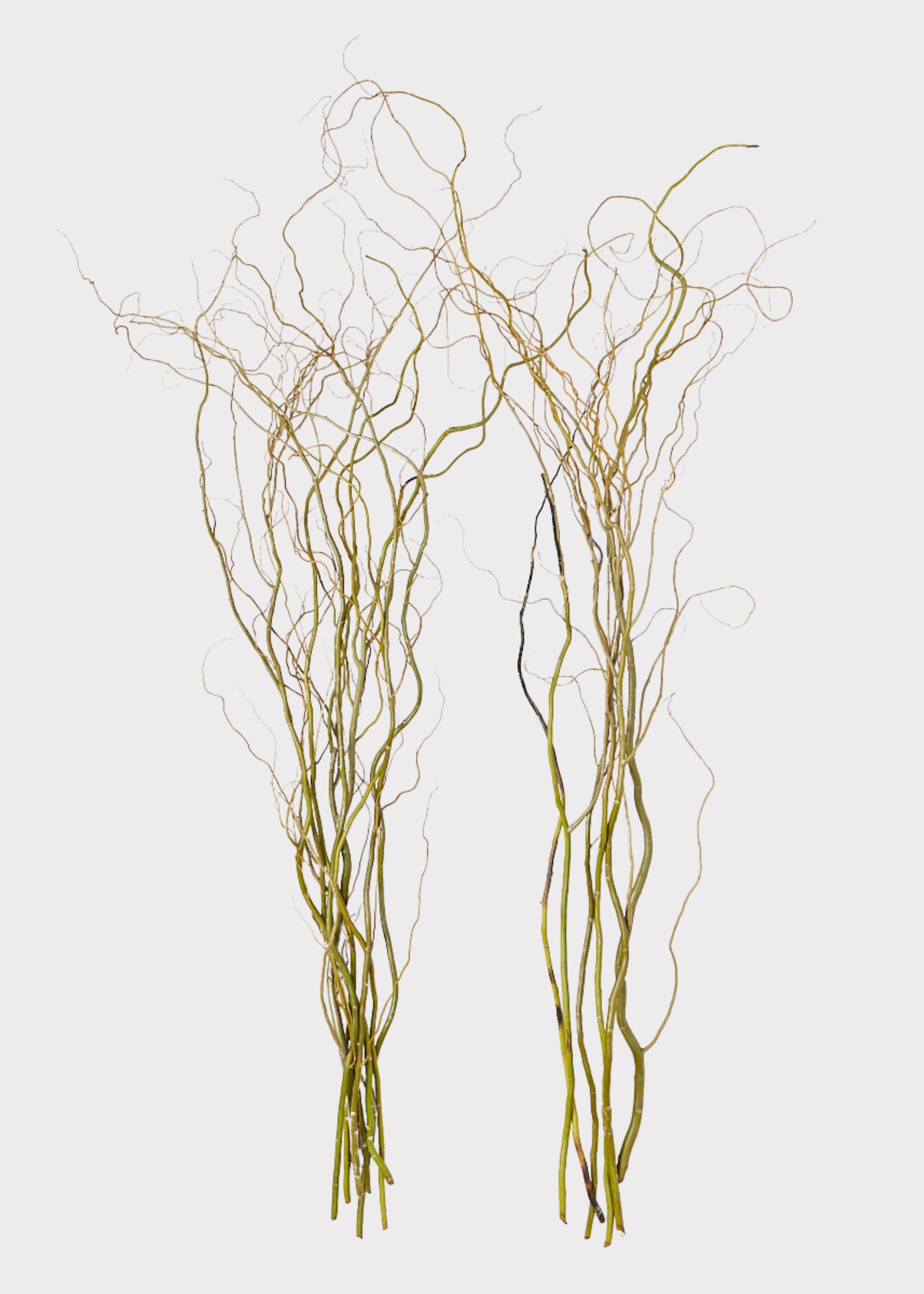Faux Fresh Curly Willow Branches for Vase Styling