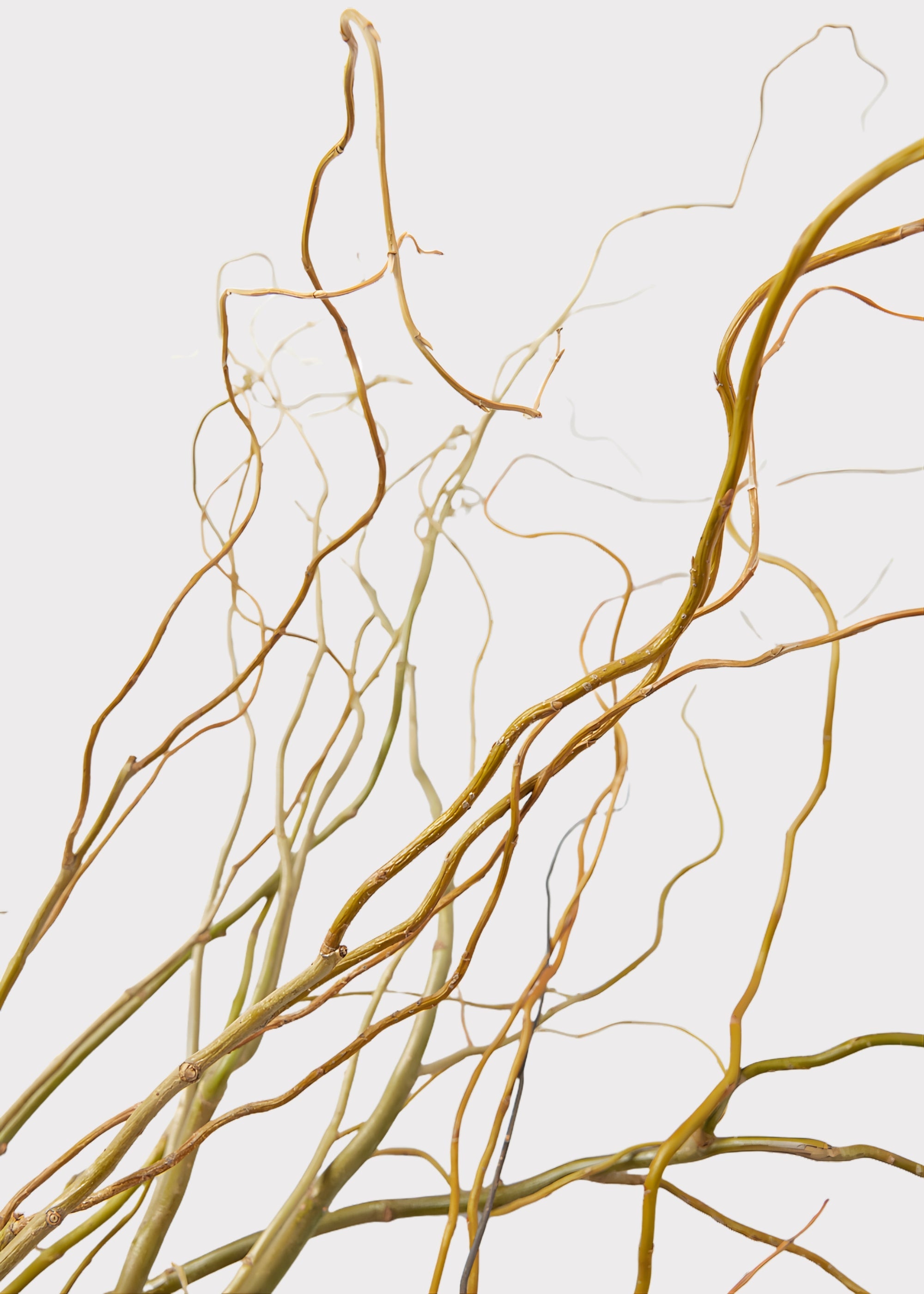 Faux Fresh Curly Willow Branches for Vase Styling