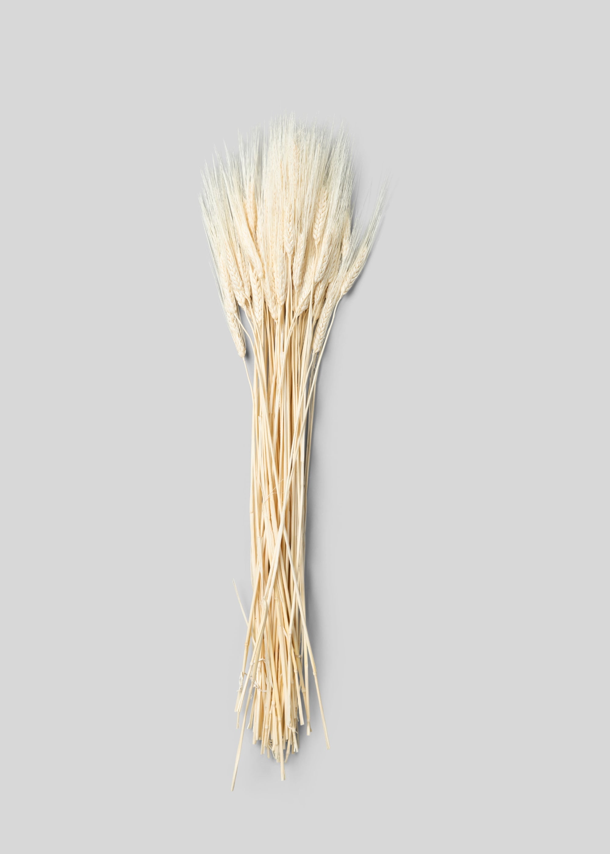 Faux Bleached Natural Triticum Wheat - 8 Oz Bunch Bundle for Vase and Wedding Styling
