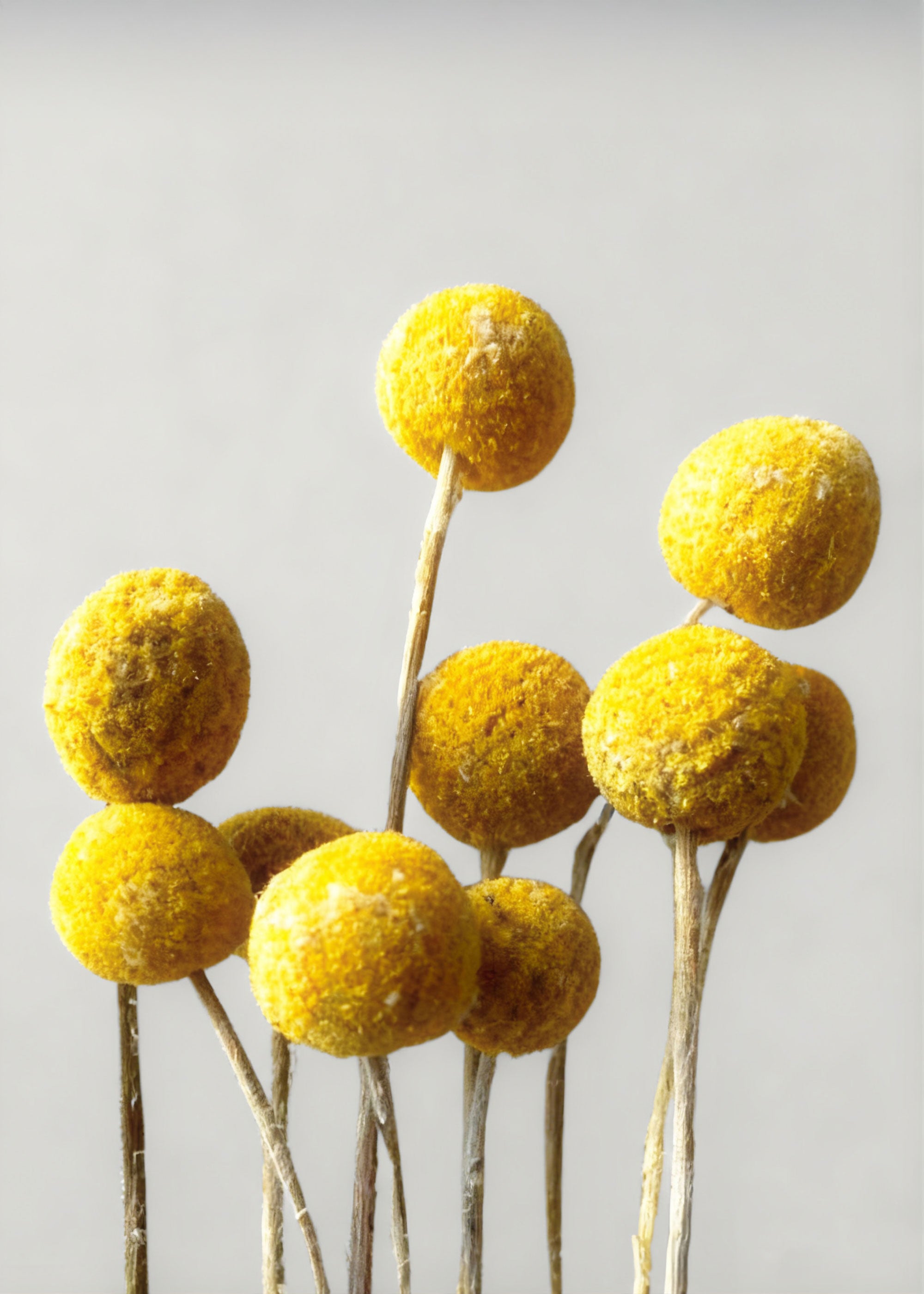 Dried 10 Dried Yellow Craspedia Billy Button Bundle for Vase Styling