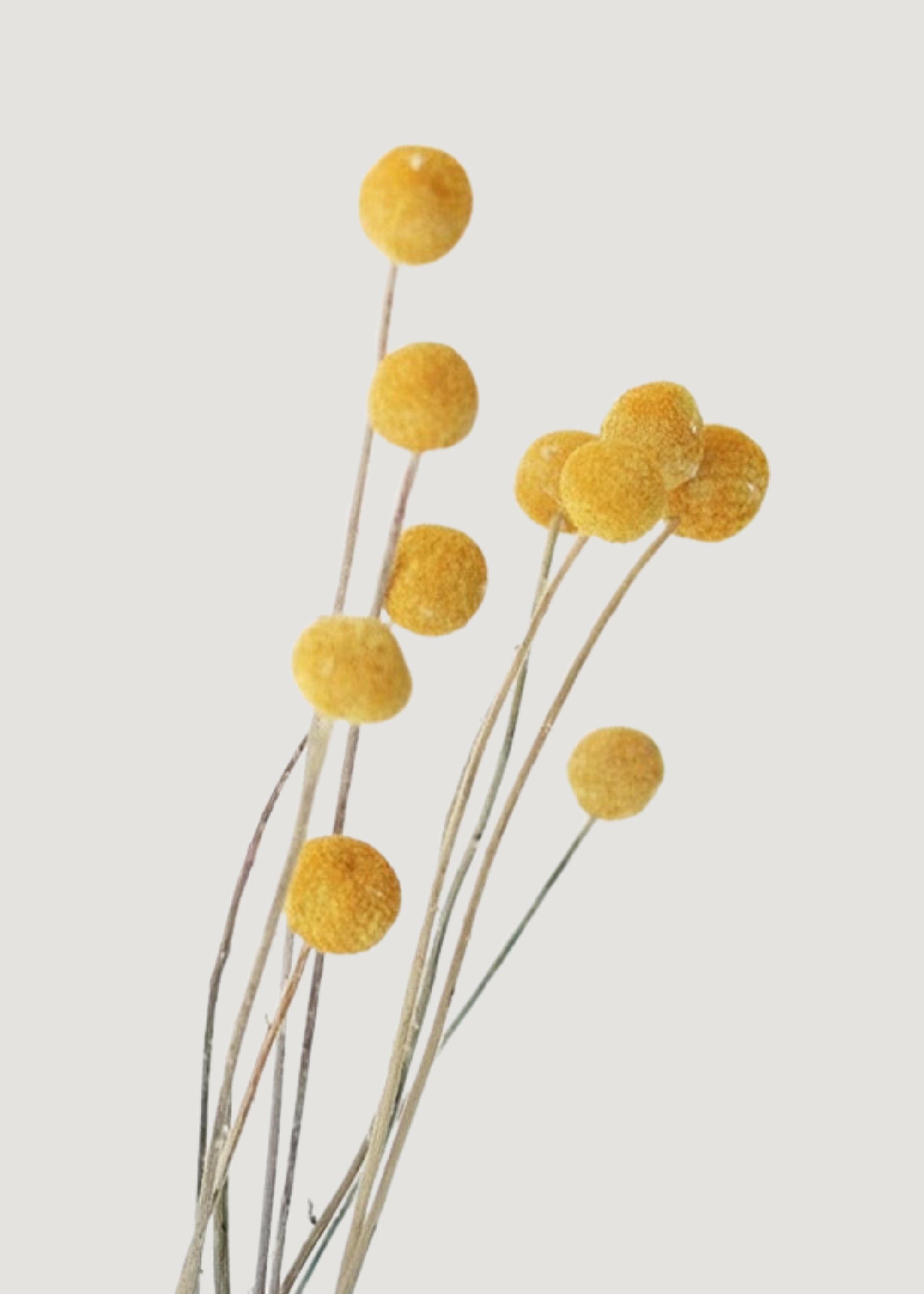 Dried 10 Dried Yellow Craspedia Billy Button Bundle for Vase Styling