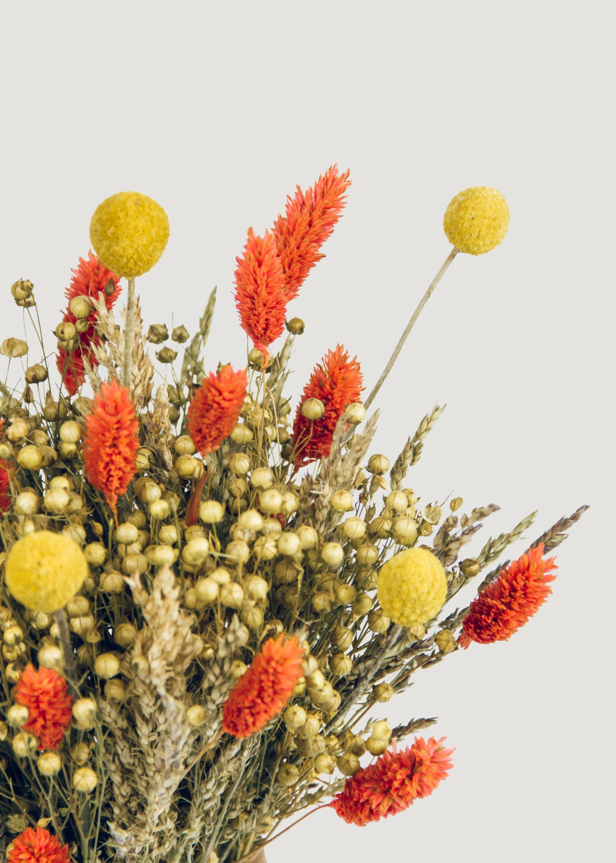 Dried 10 Dried Yellow Craspedia Billy Button Bundle for Vase Styling