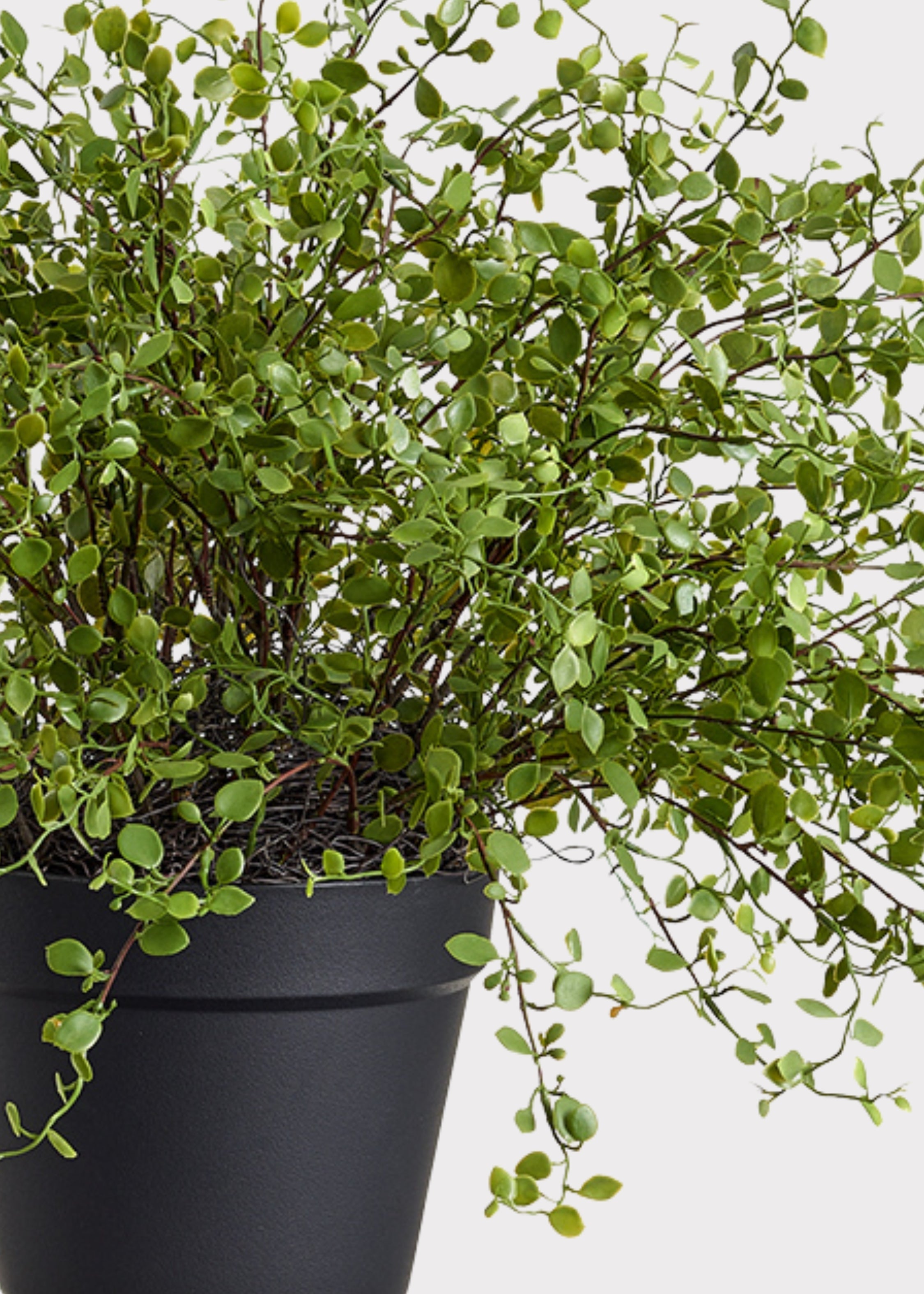 Faux Maidenhair Creeping Vine Potted Arrangement for Home Decor