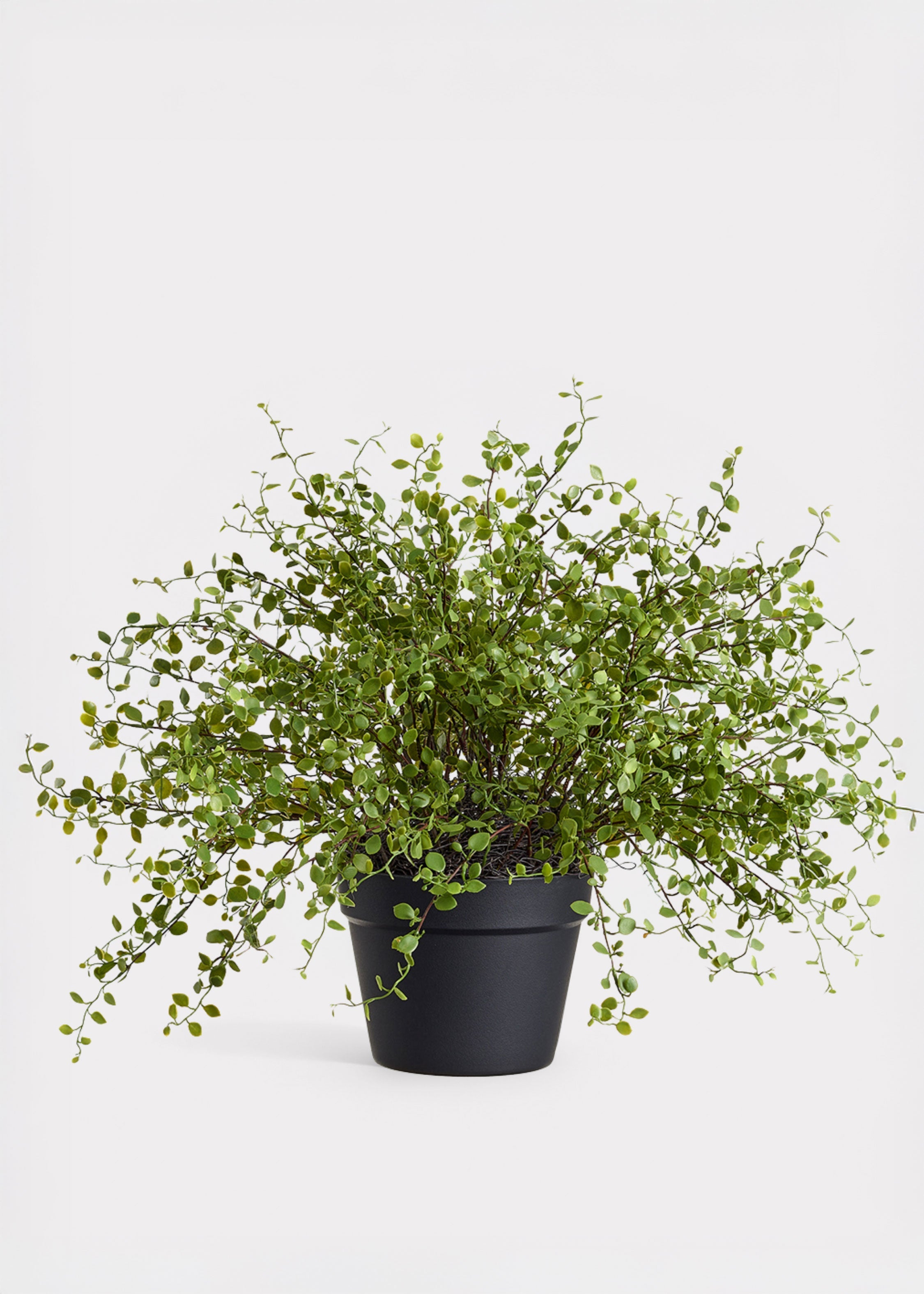 Faux Maidenhair Creeping Vine Potted Arrangement for Home Decor