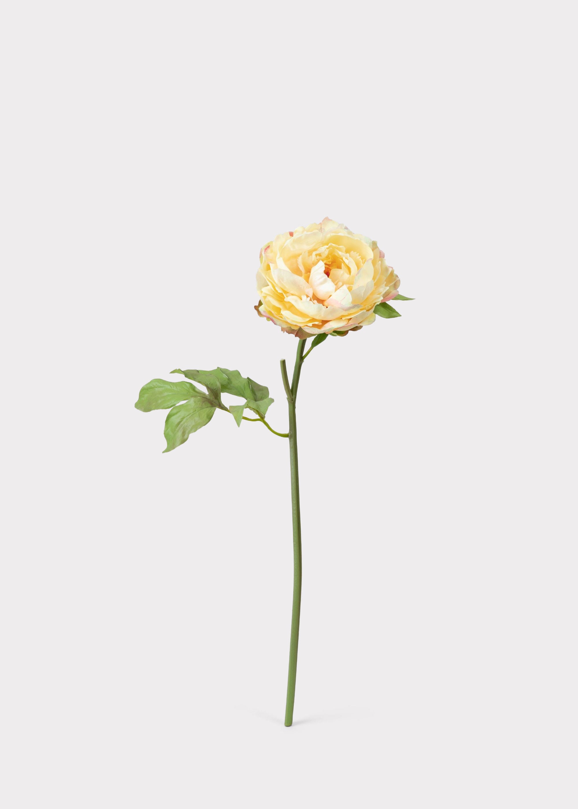 Yellow Peony for Home Styling