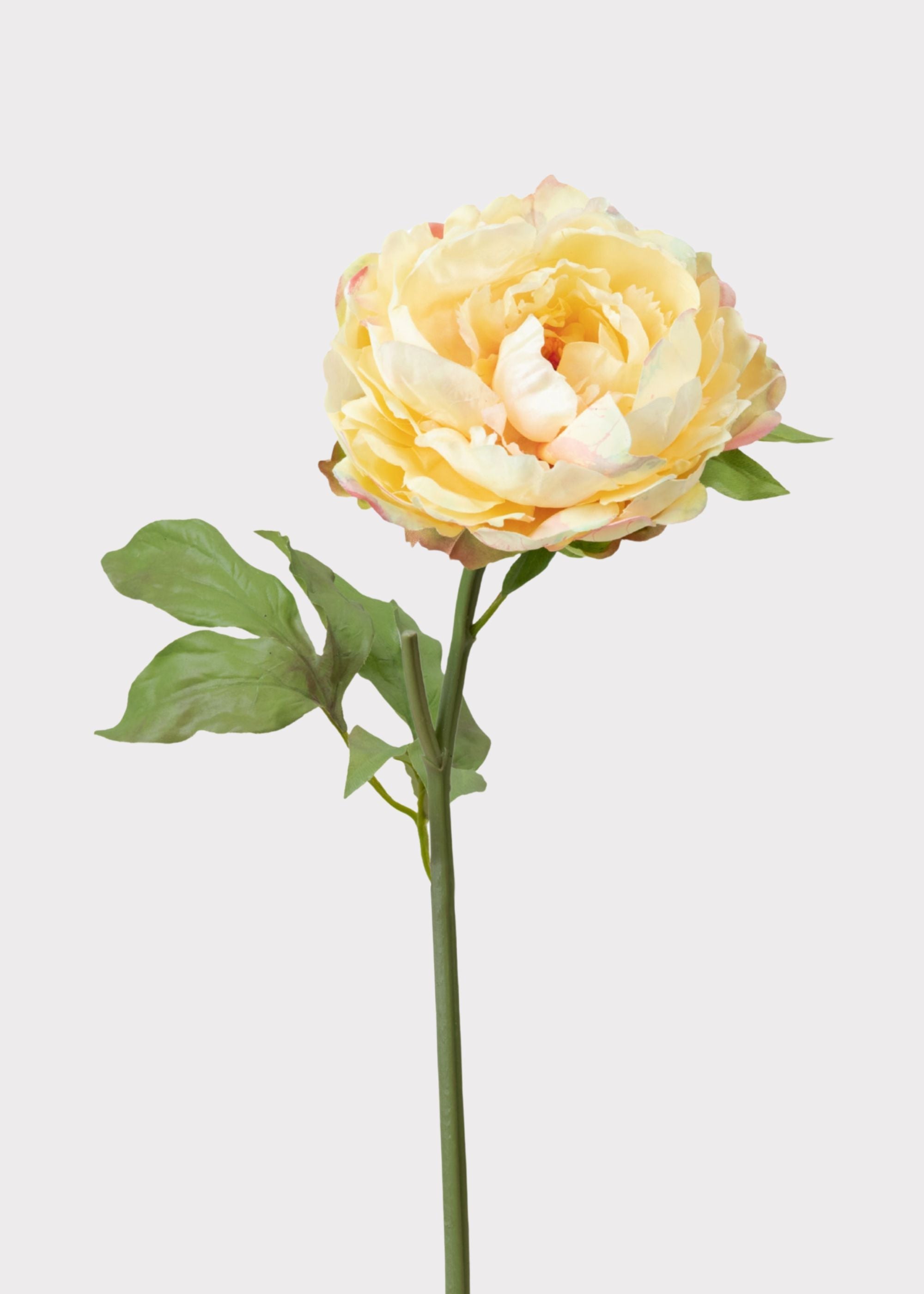 Yellow Peony for Home Styling