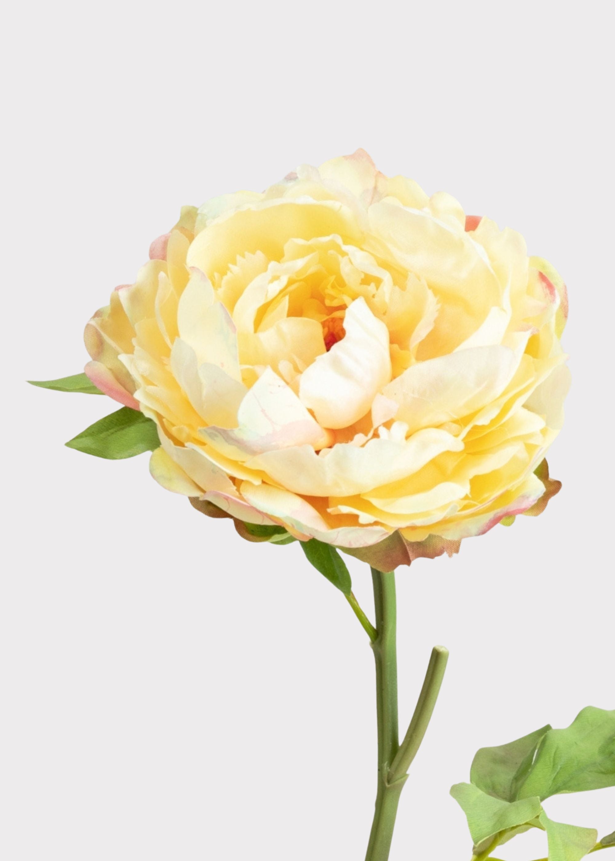 Yellow Peony for Home Styling