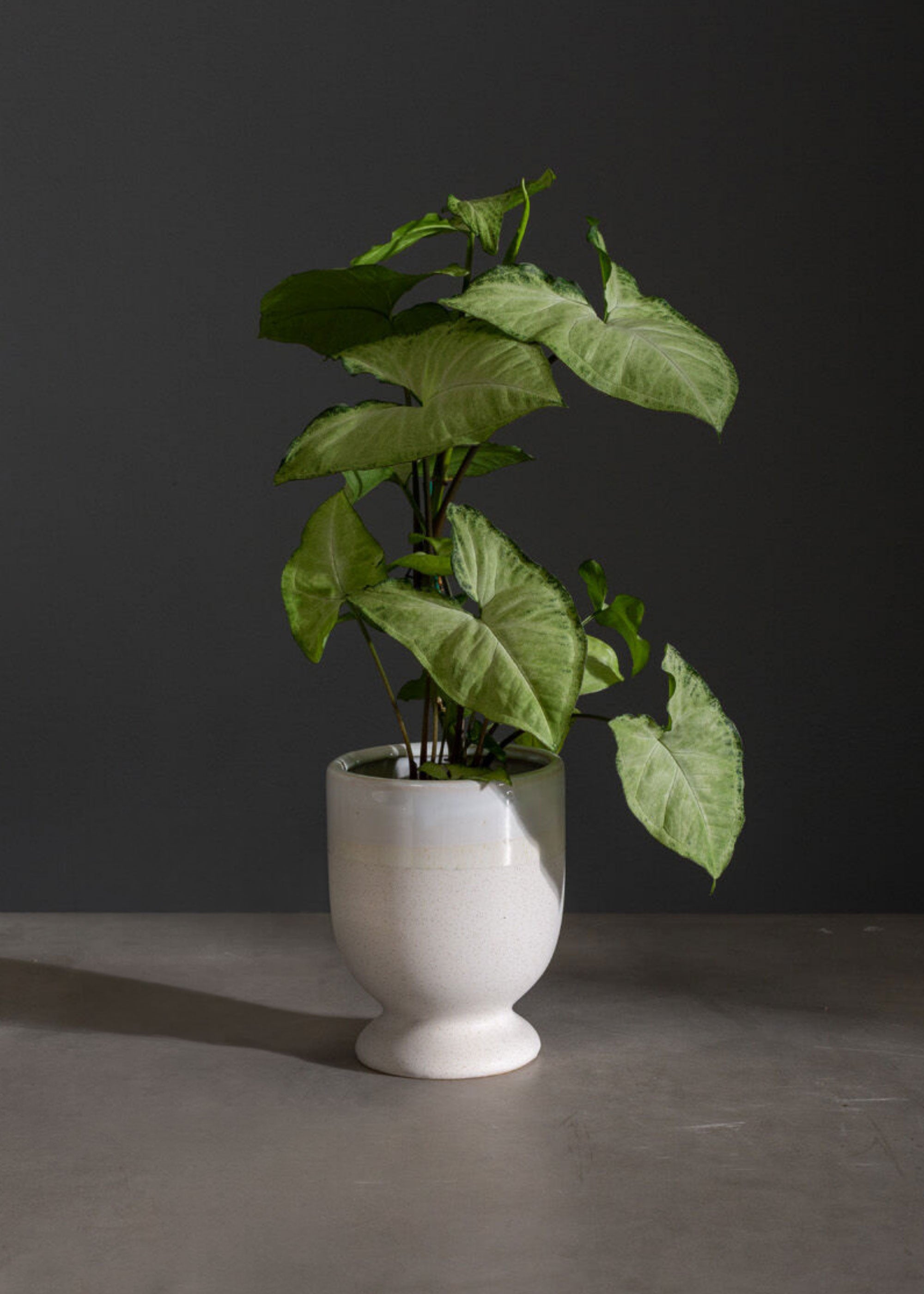Footed Ceramic Laney Speckled White Vase for Floral Styling