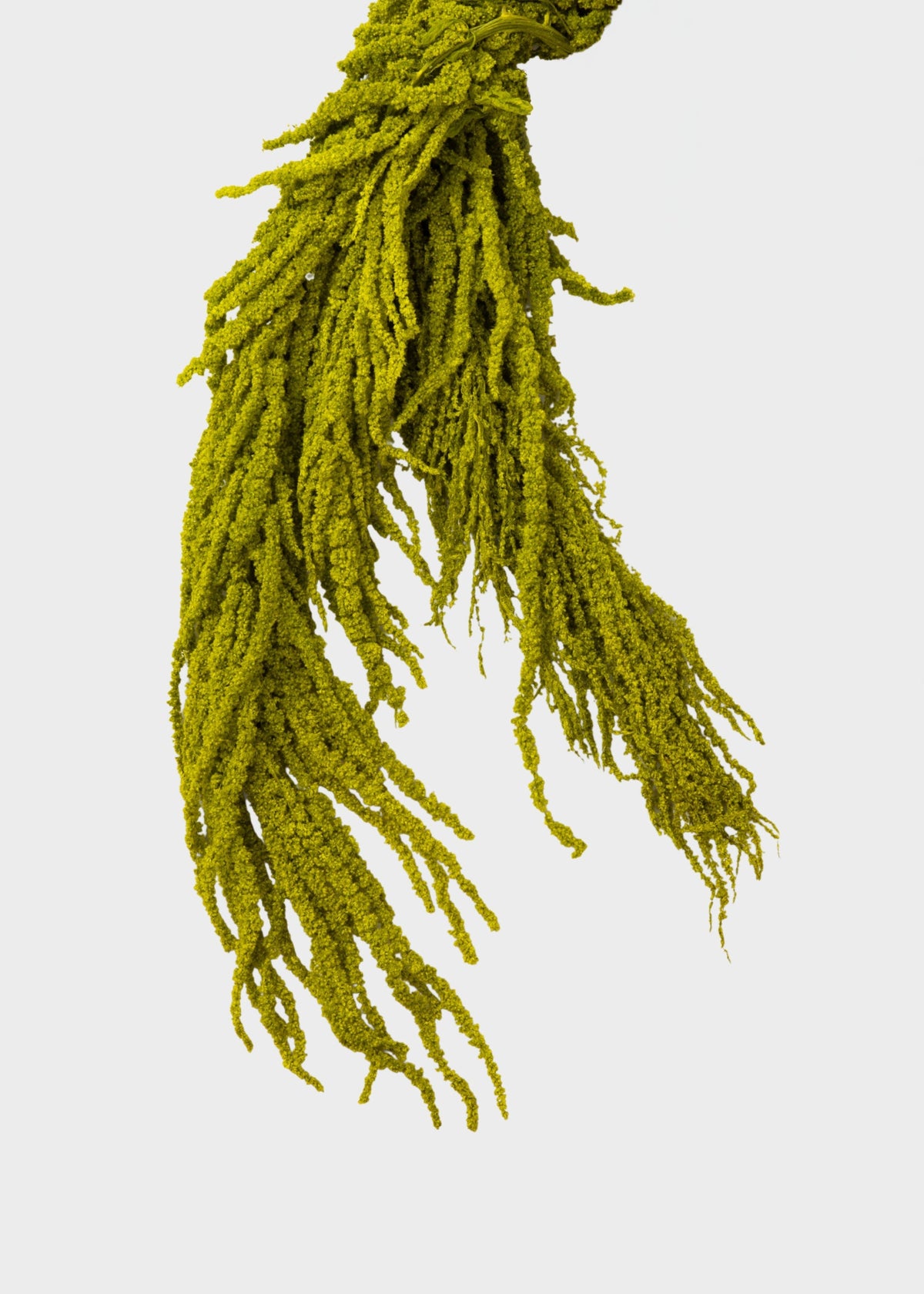 Green Preserved Hanging Amaranthus for Home Styling