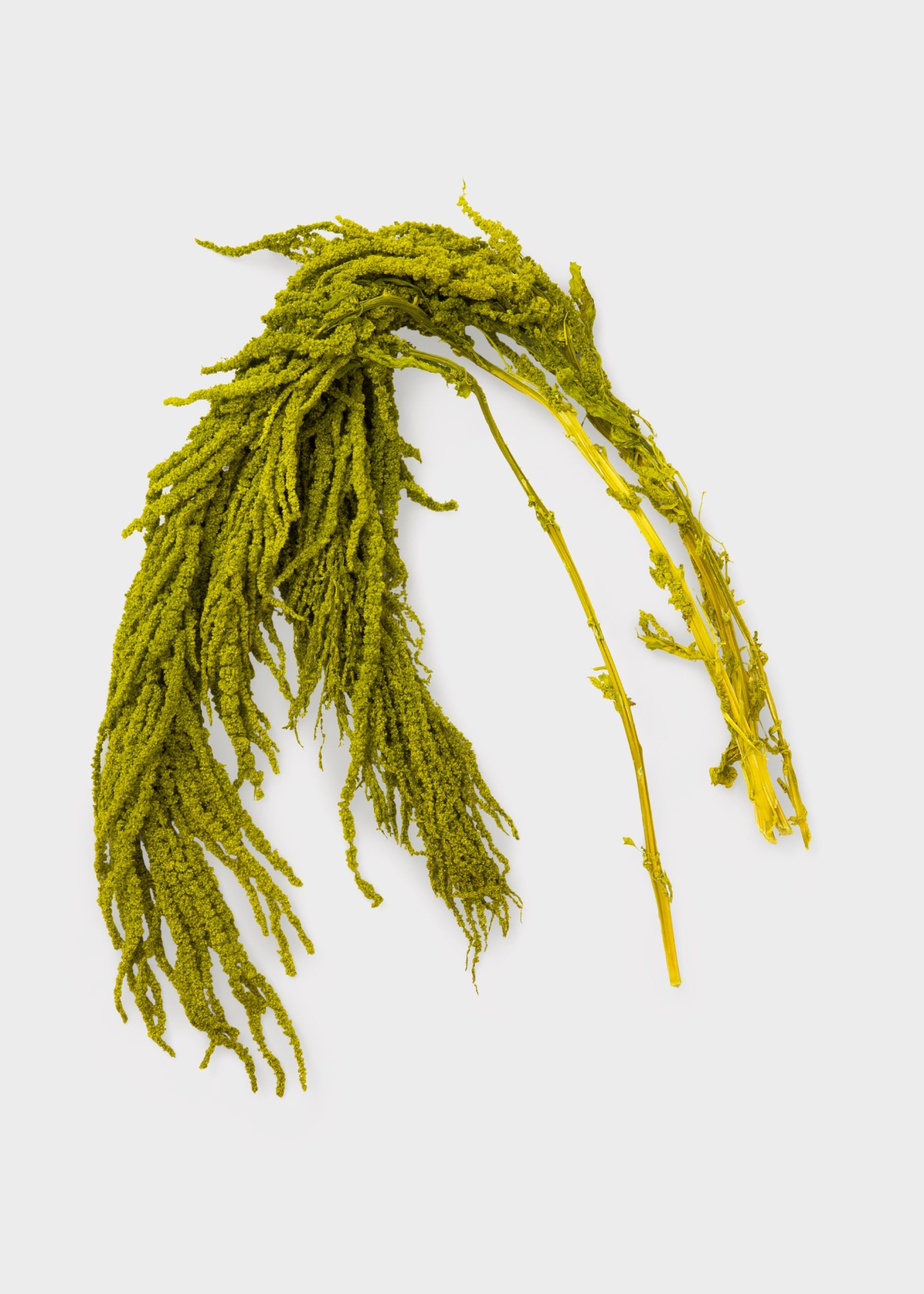 Green Preserved Hanging Amaranthus for Home Styling