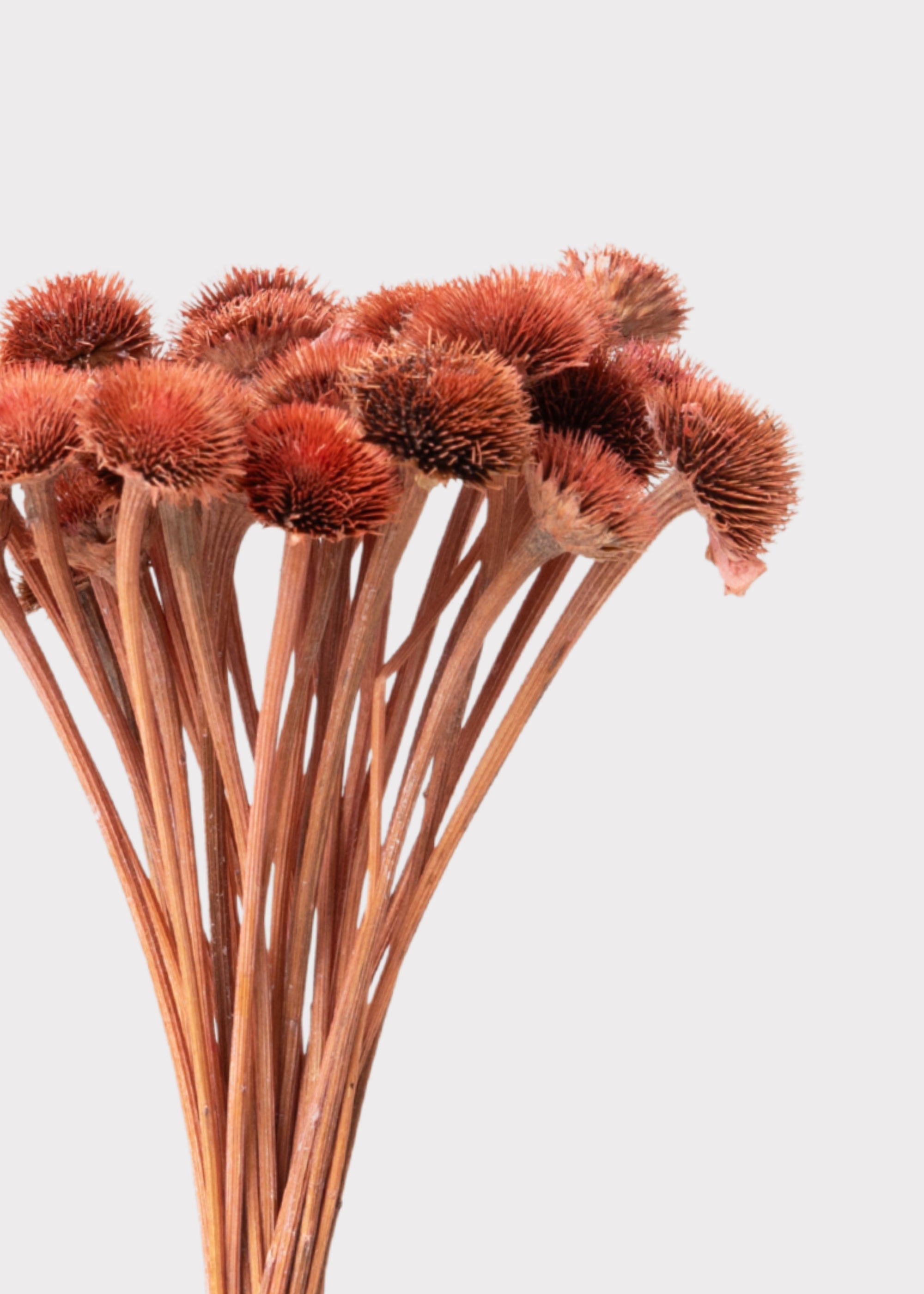 Pink Daisy for Home Styling