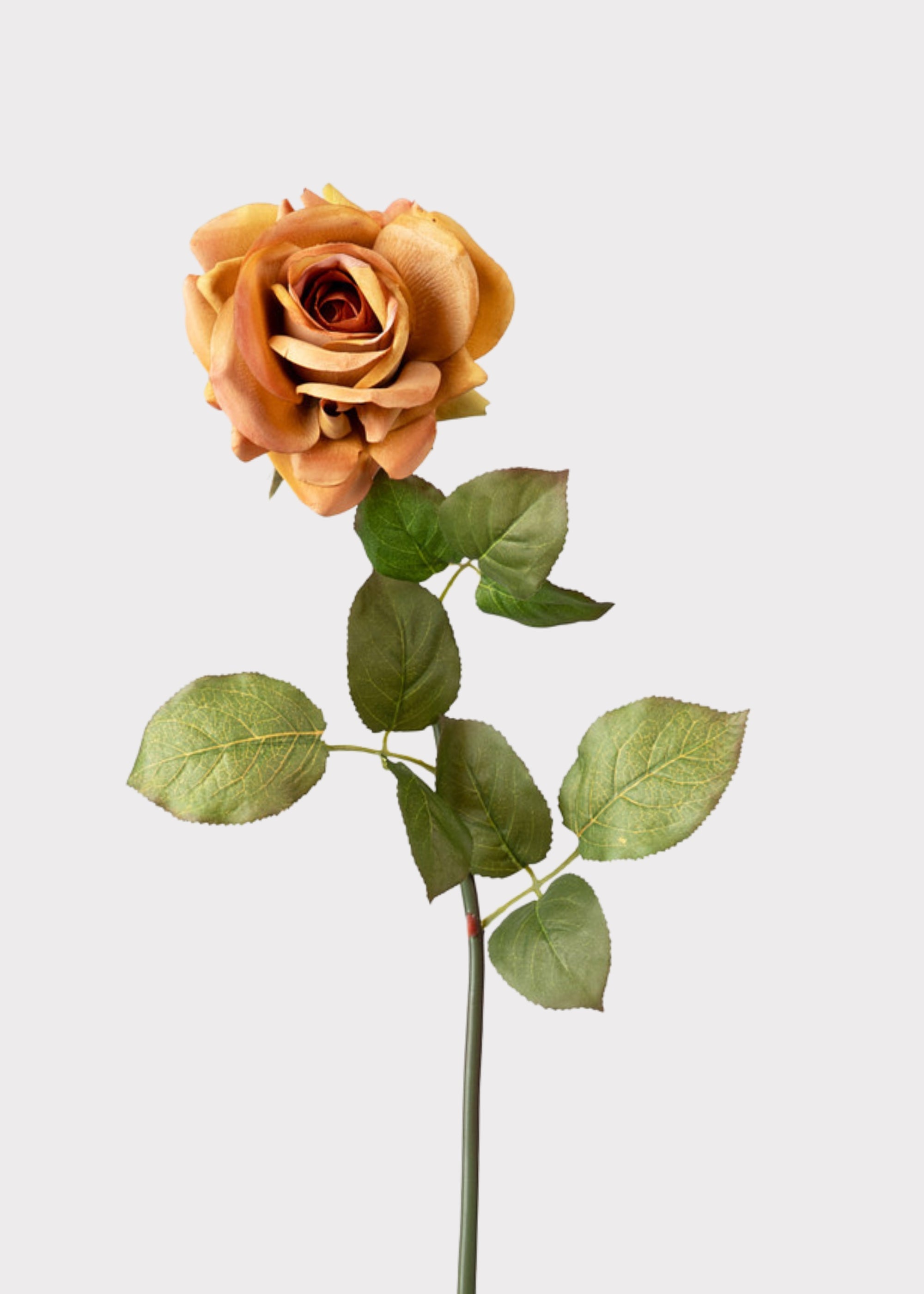 Orange Rose for Home Styling