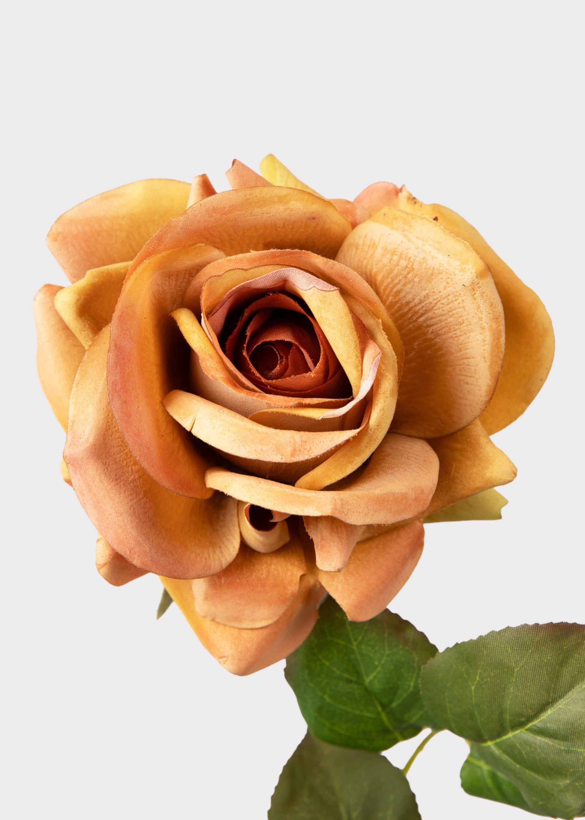 Orange Rose for Home Styling