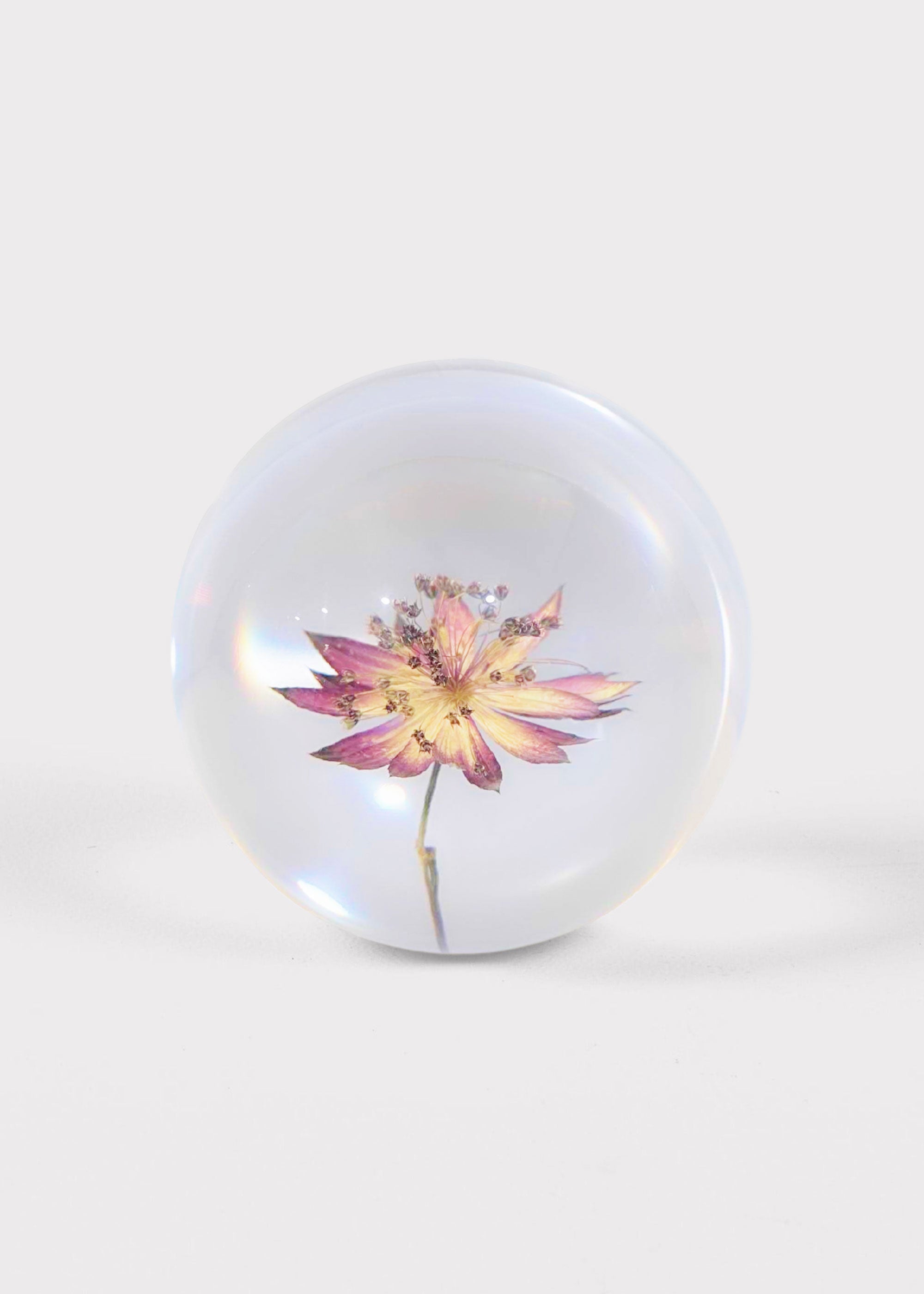 Preserved Purple Head Paperweight for Home Styling