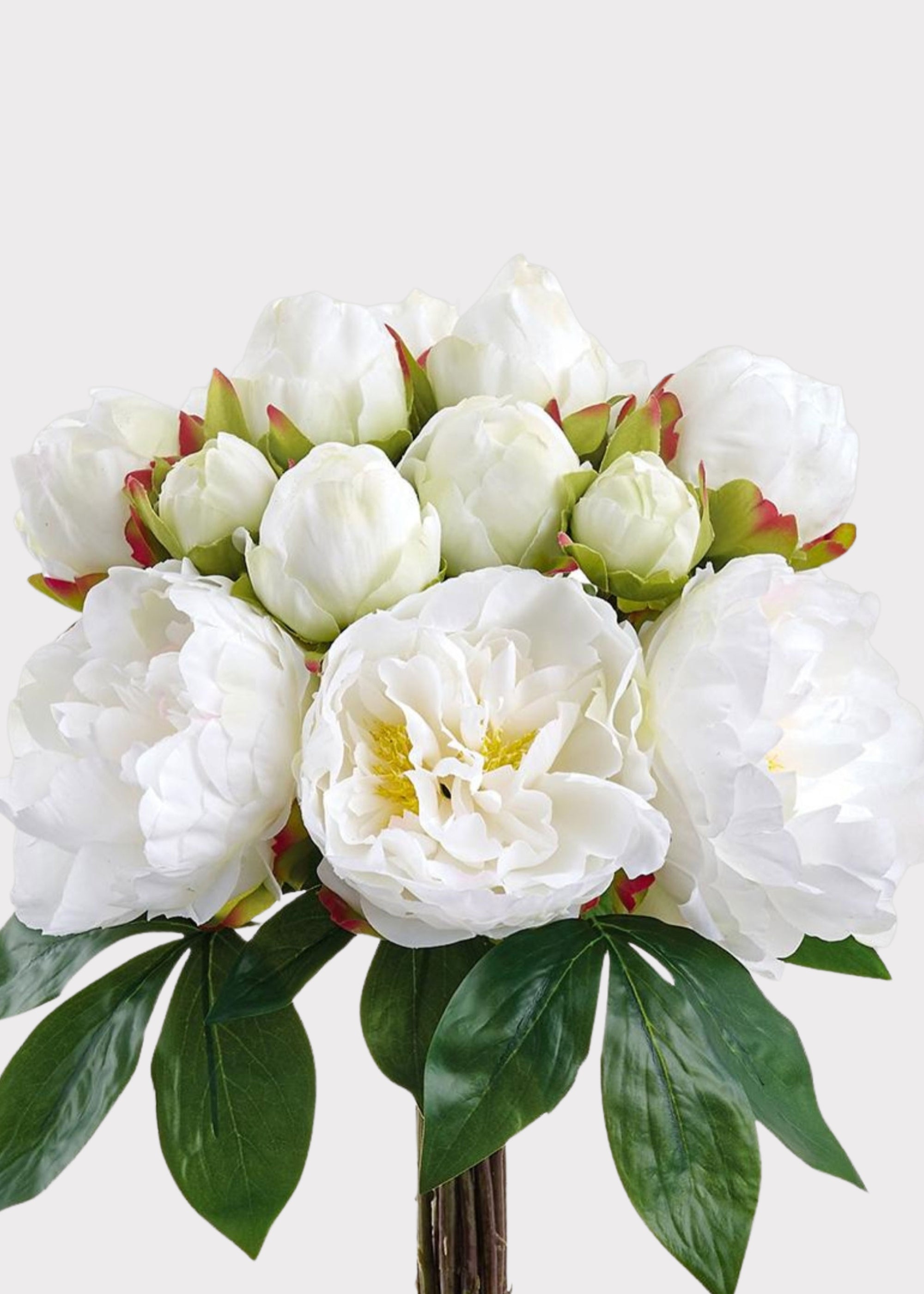White Peony for Home Styling