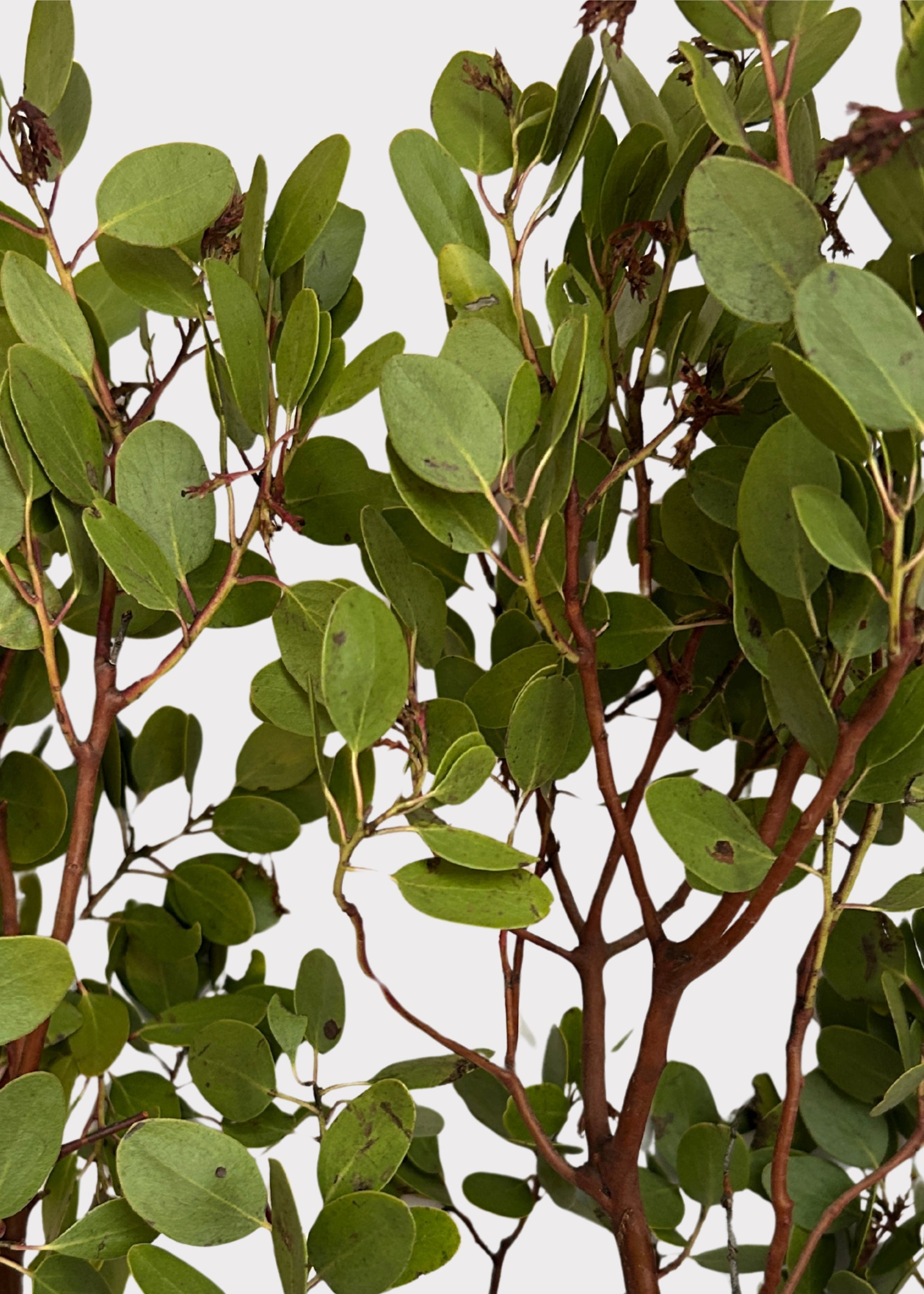 Faux Fresh Manzanita Branches with Leaves for Vase Styling