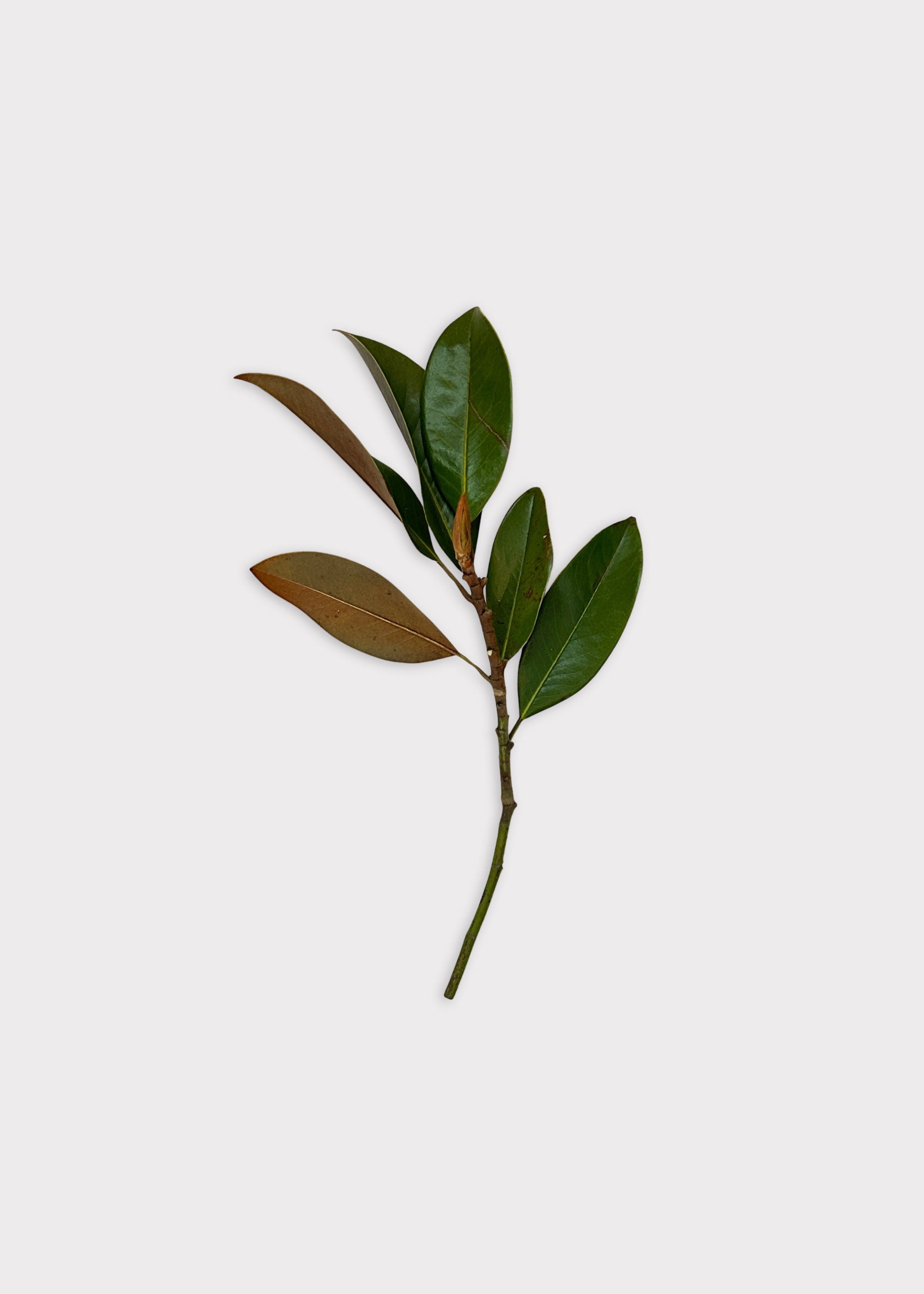 Faux Magnolia Bundle for Vase Styling