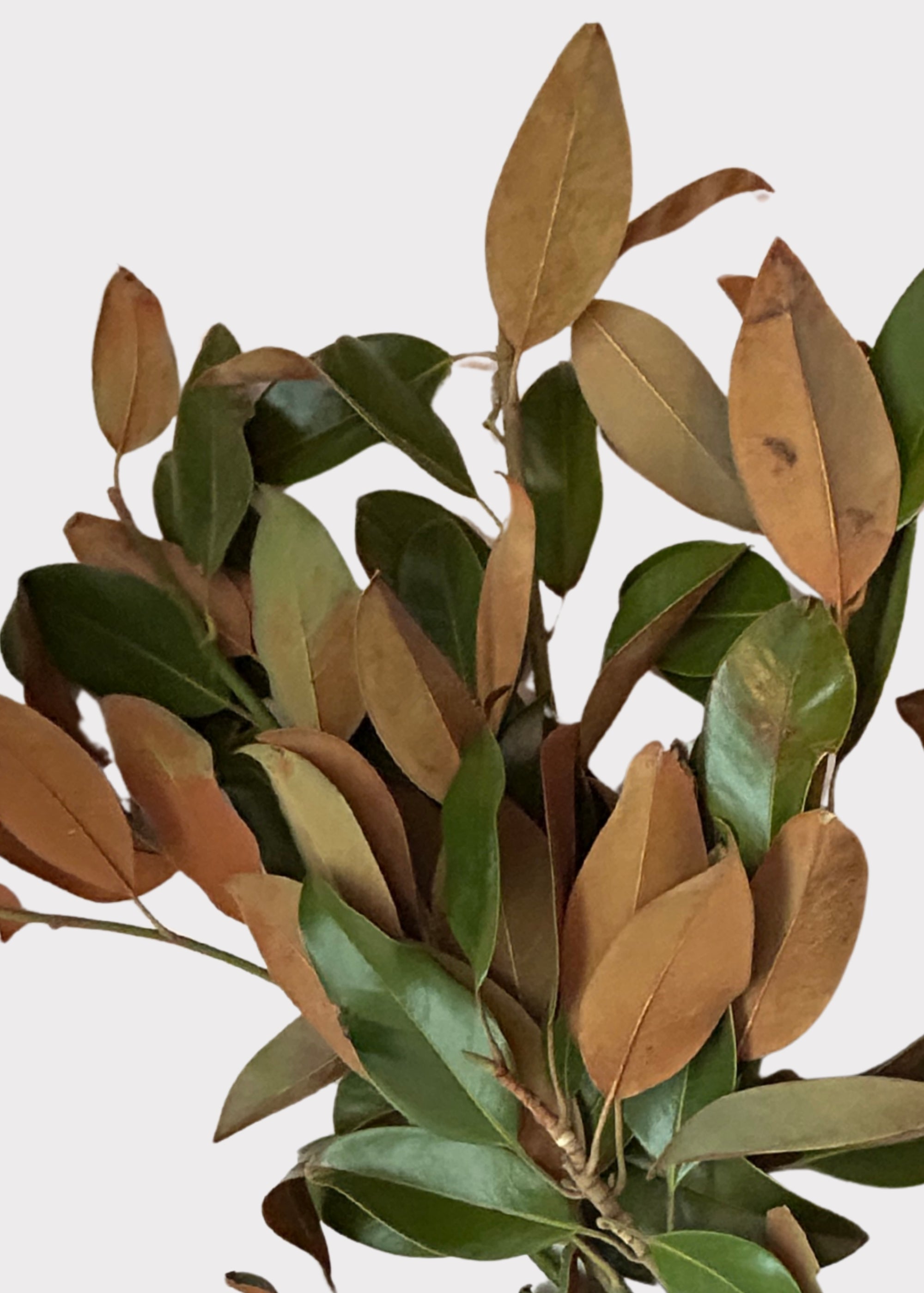 Faux Magnolia Branch for Vase Styling