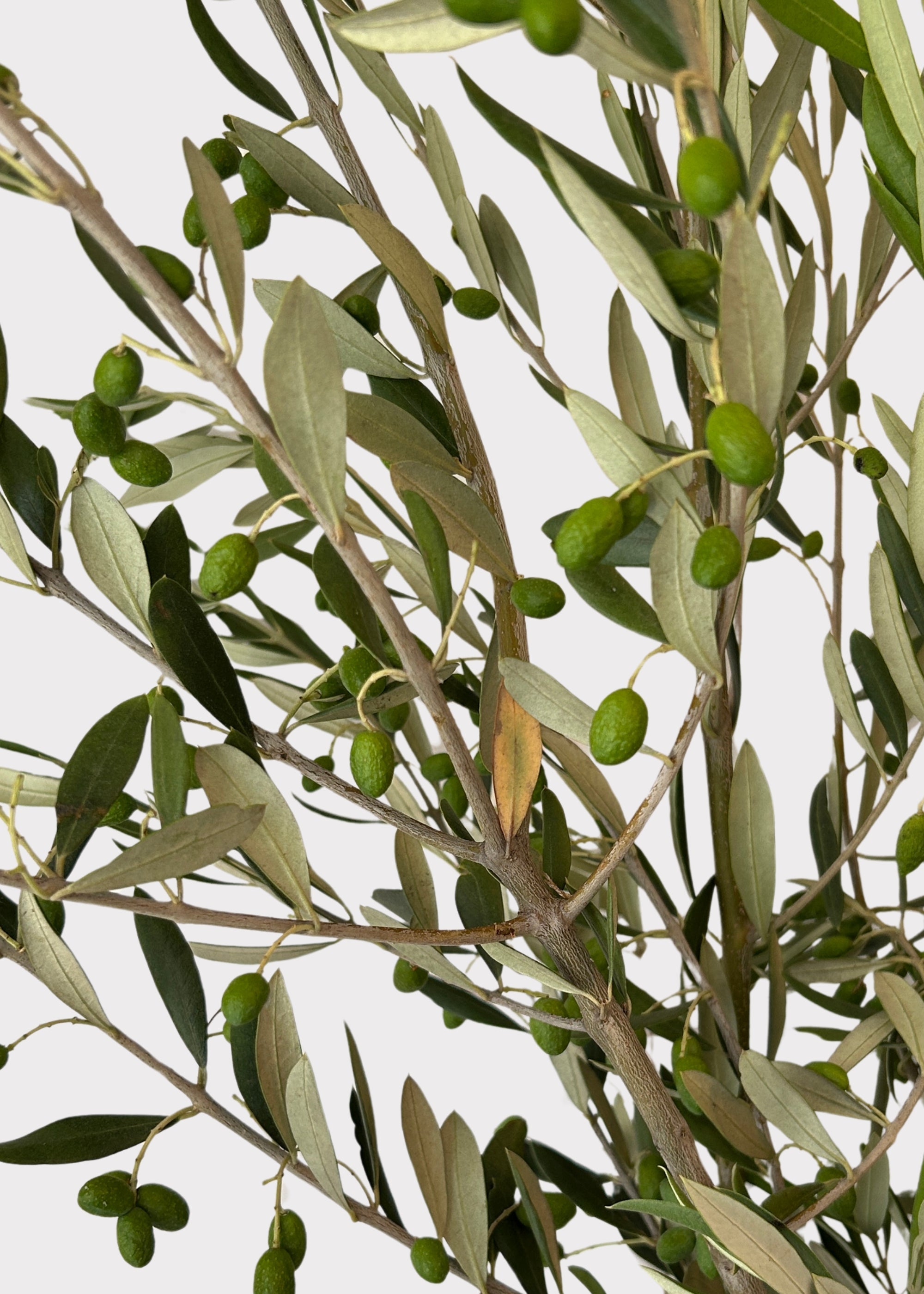 Green Faux Olive Branch for Vase Styling