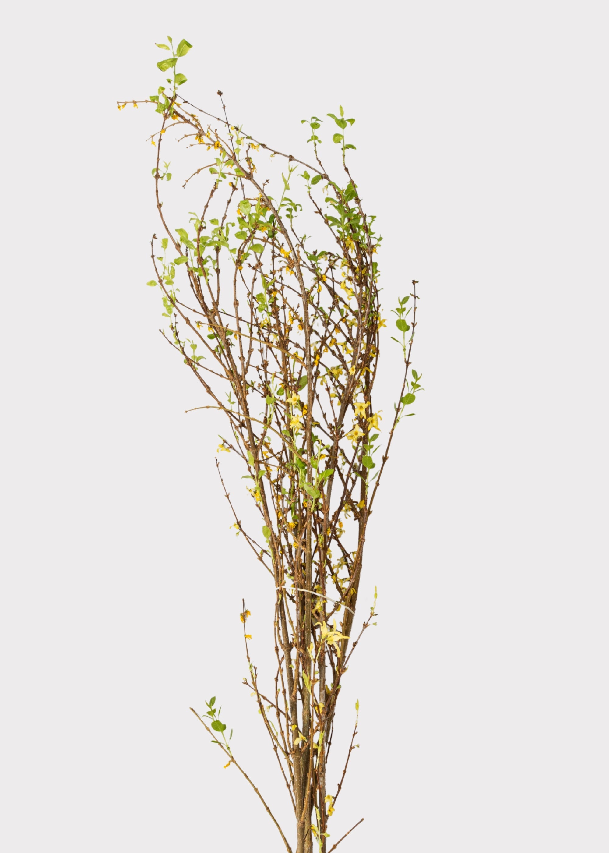 Faux Forsythia Branch for Vase Styling