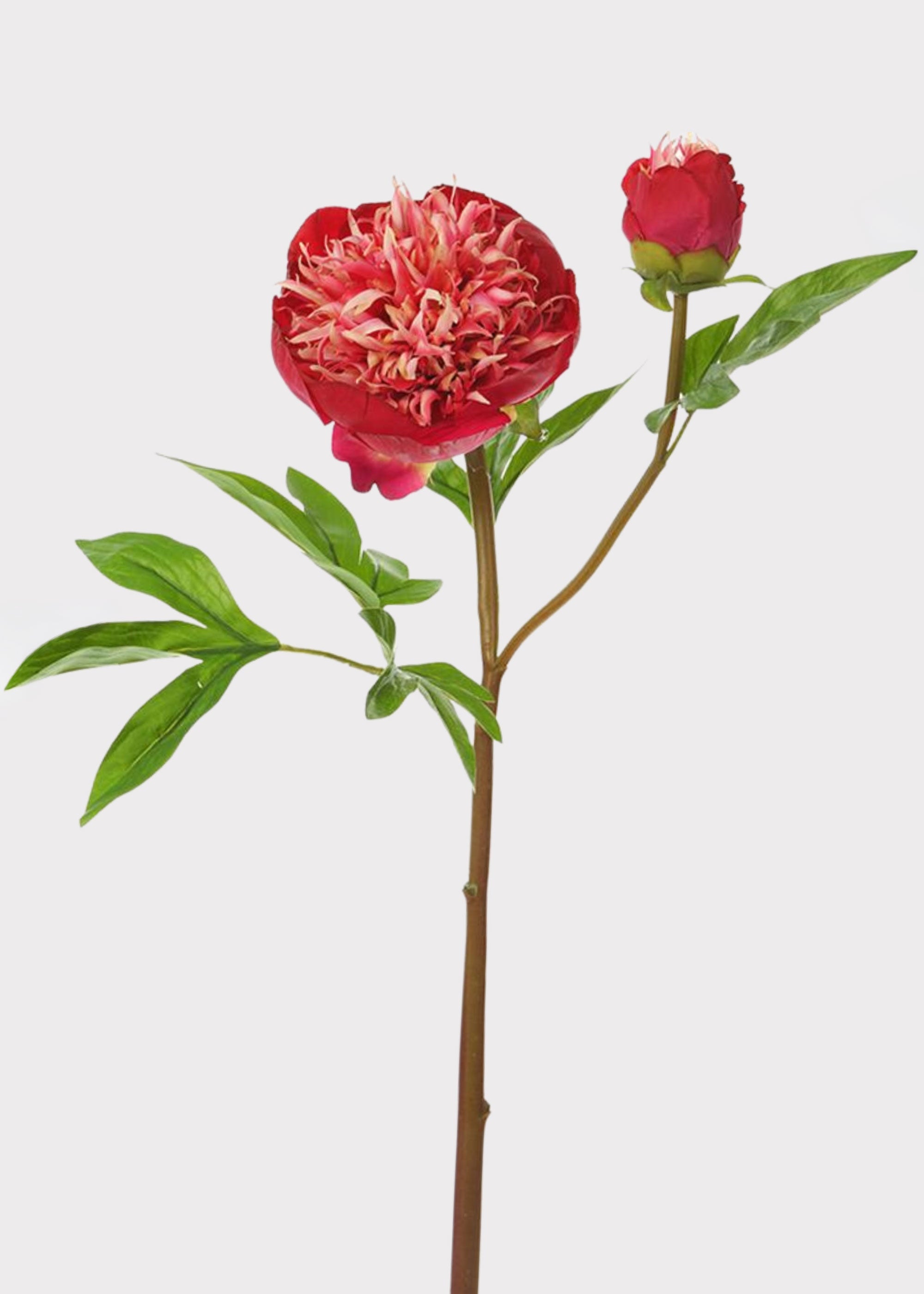 Cream Real Touch Peony Stem for Vase and Wedding Styling