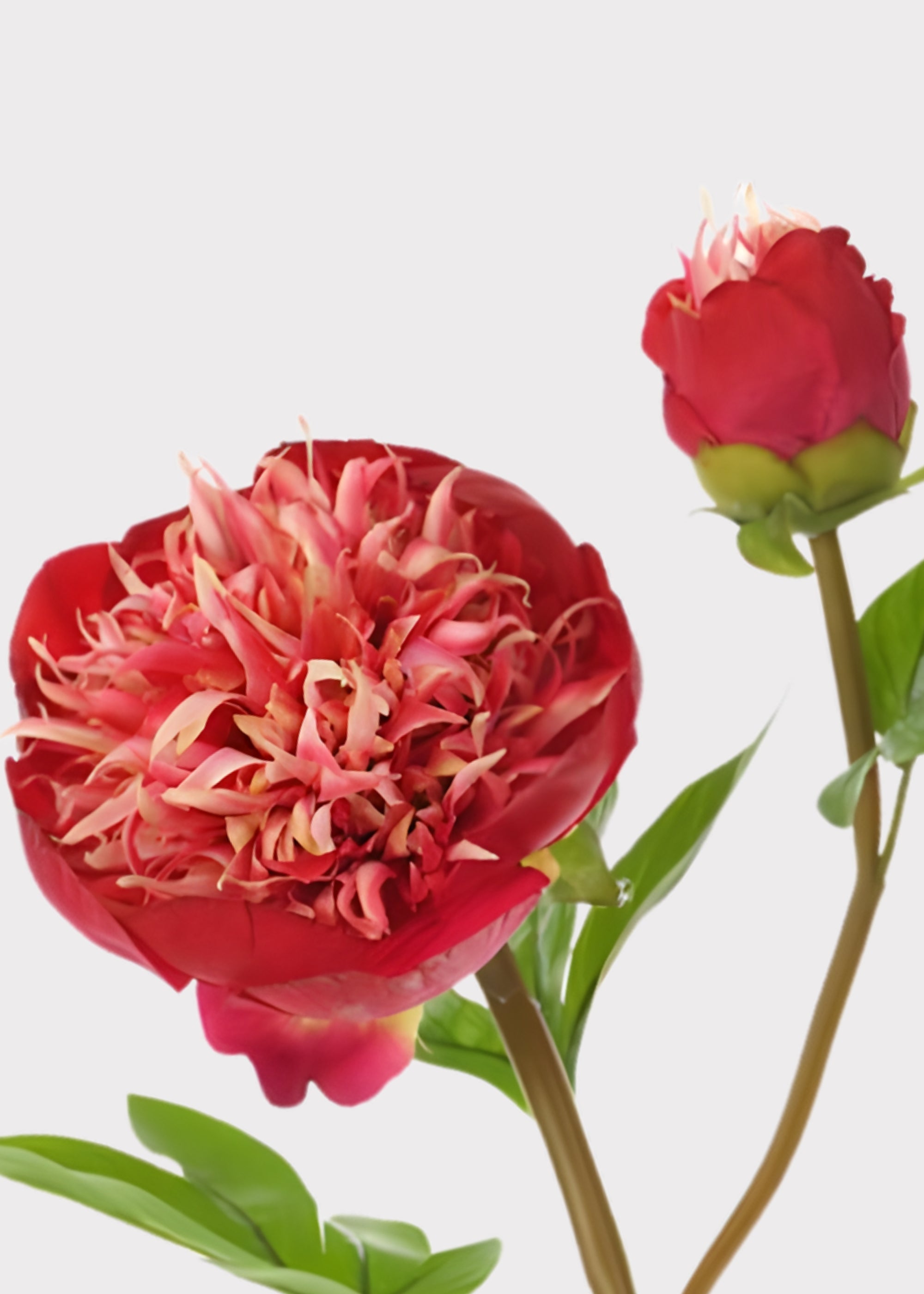 Cream Real Touch Peony Stem for Vase and Wedding Styling