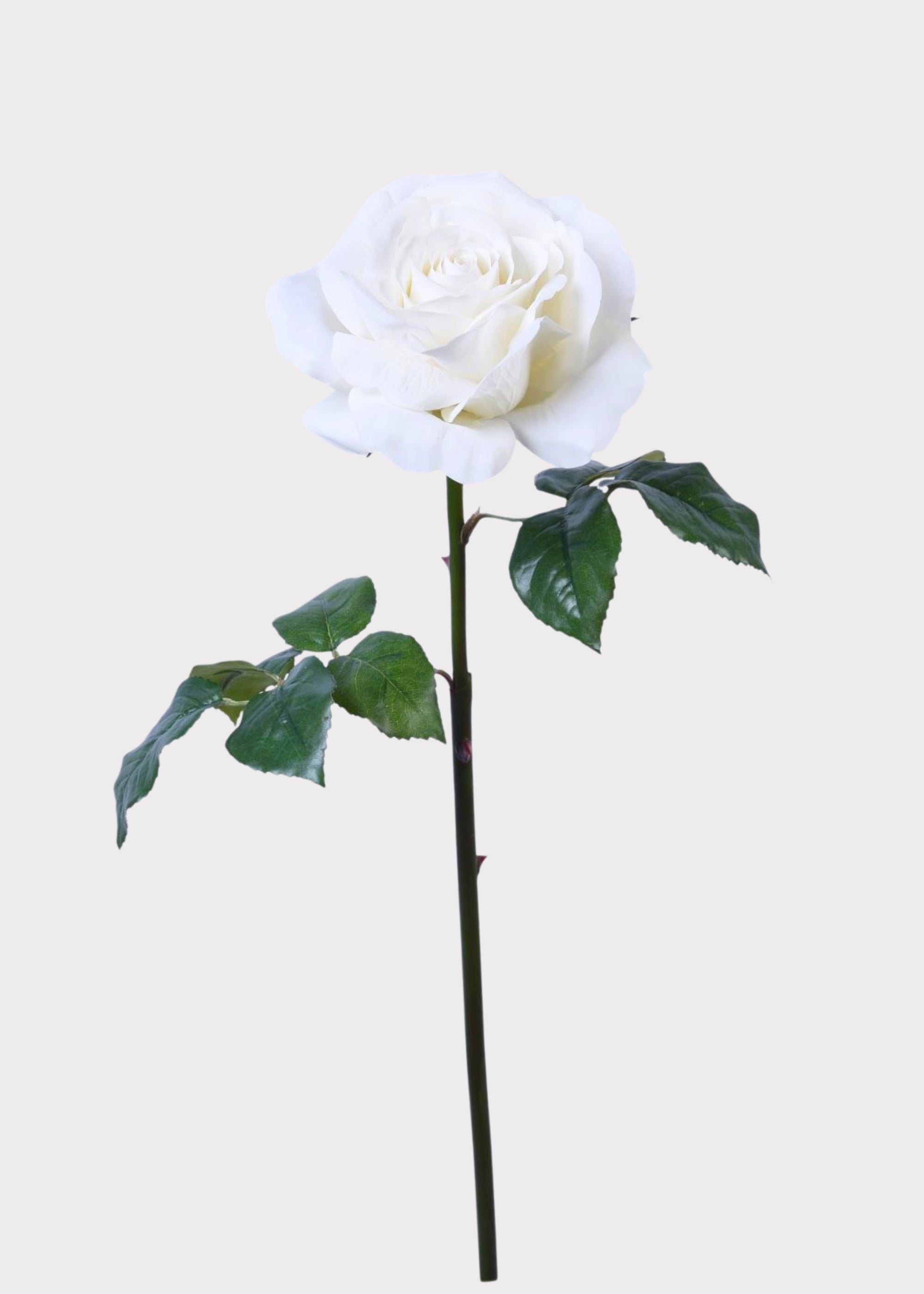 White Rose for Home Styling