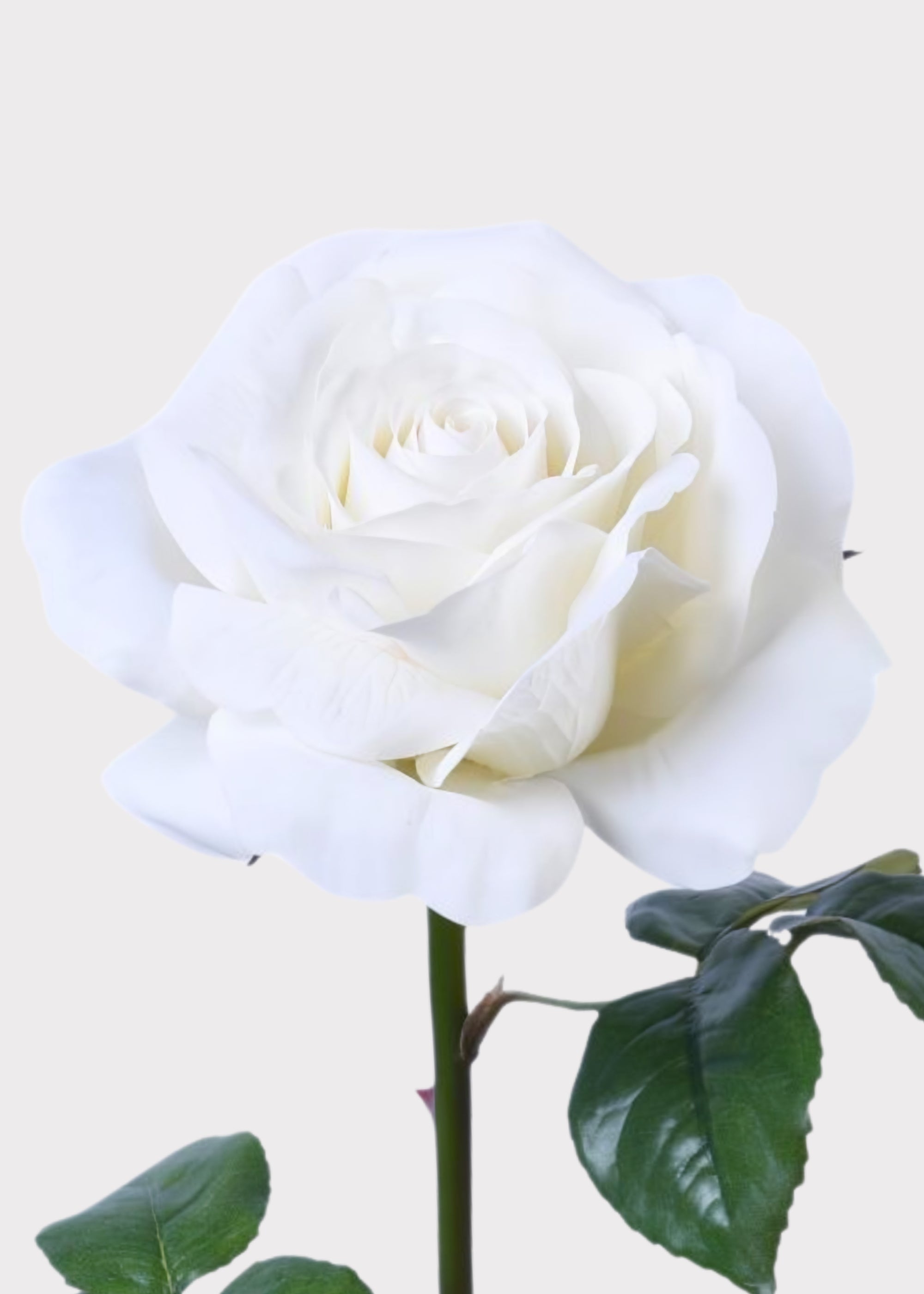 White Rose for Home Styling