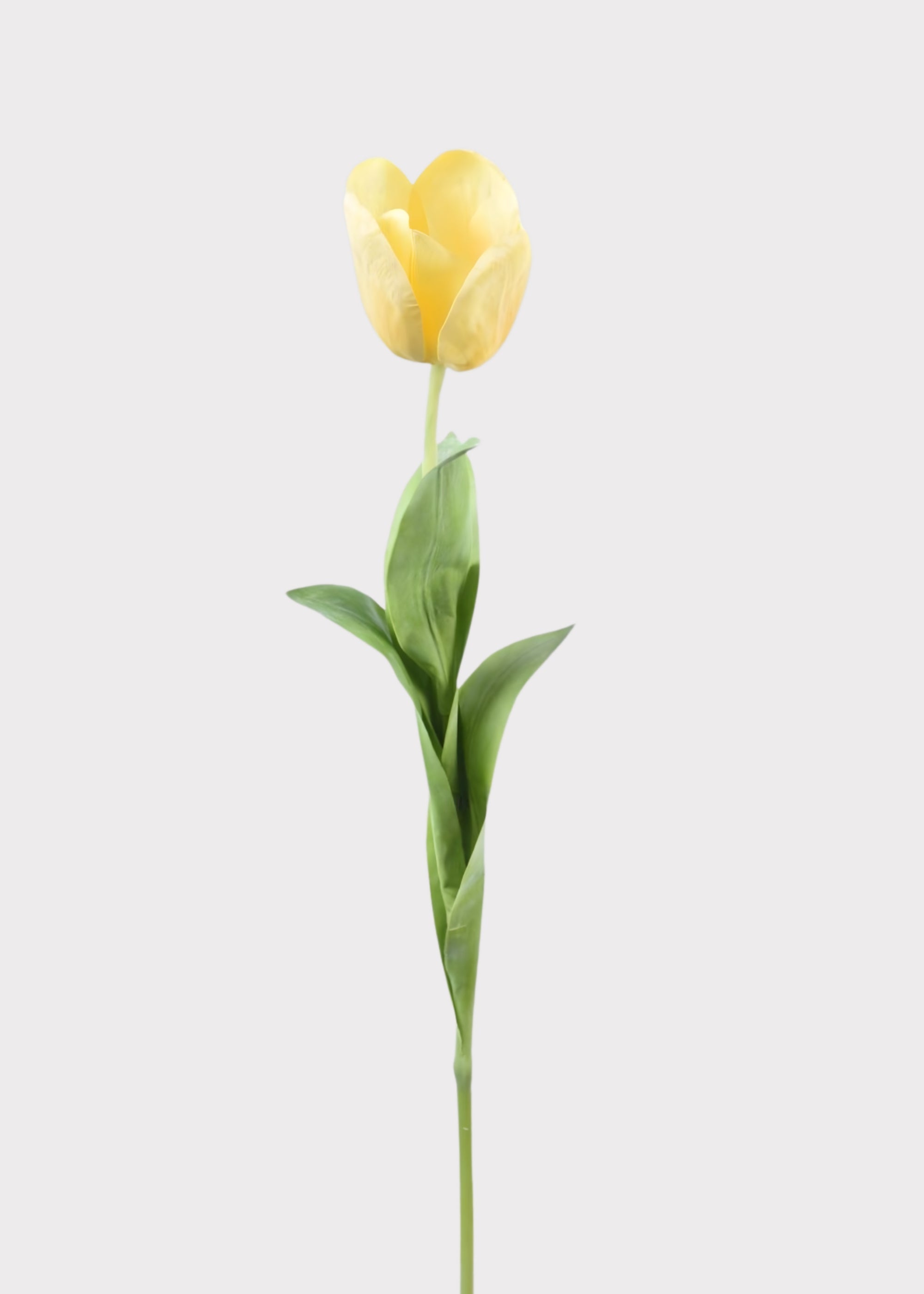 Yellow Tulip for Home Styling