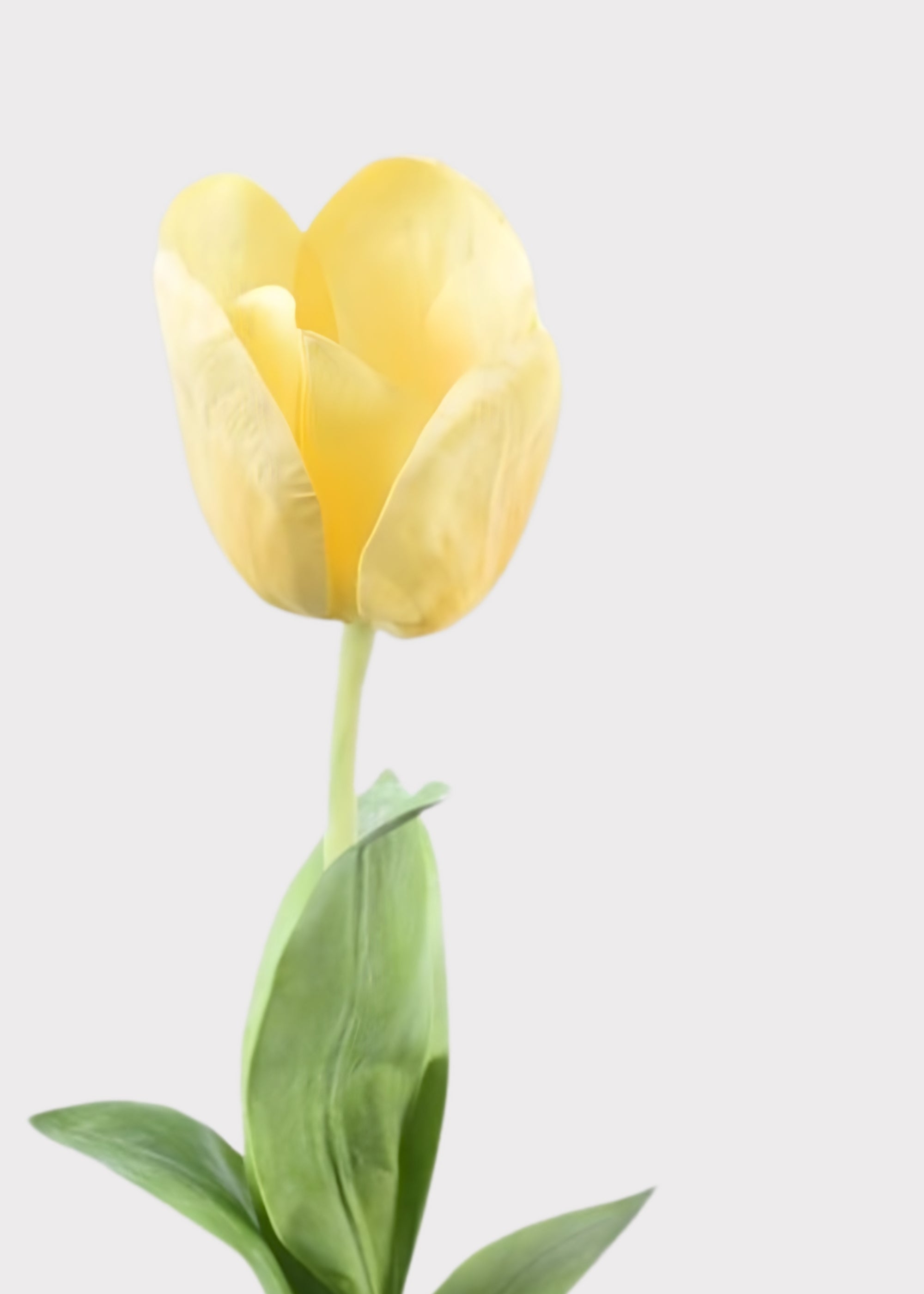 Yellow Tulip for Home Styling