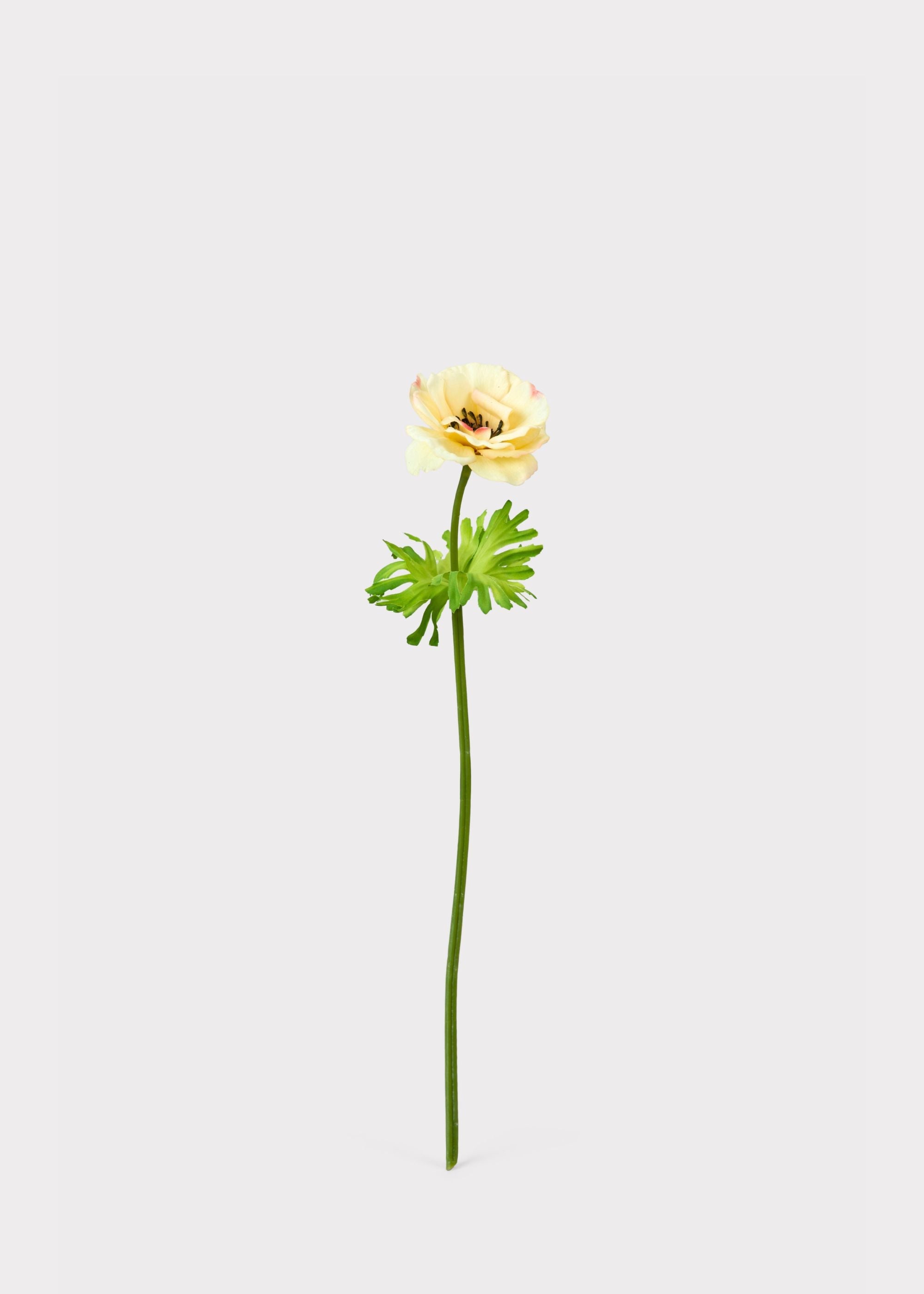Yellow Buttercup for Home Styling