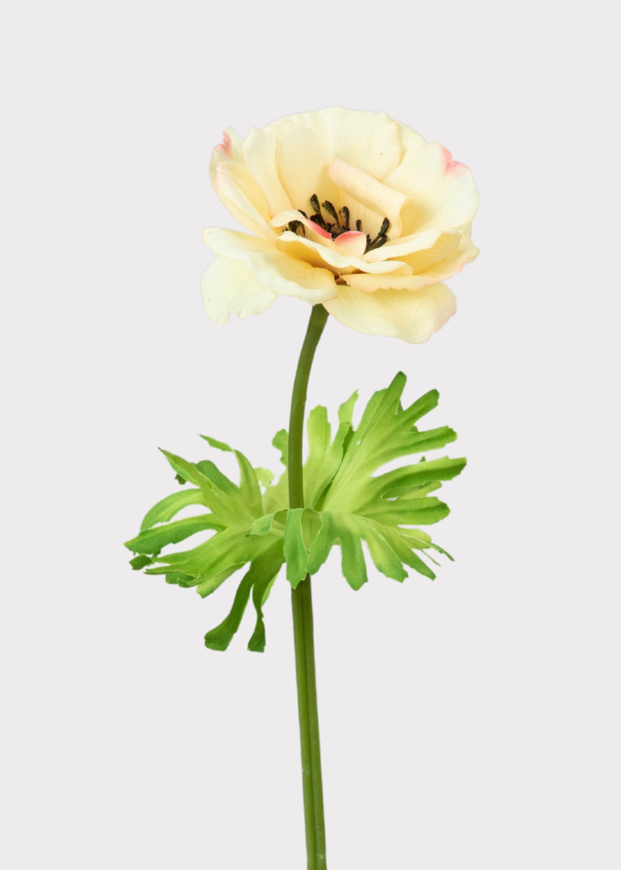 Yellow Buttercup for Home Styling