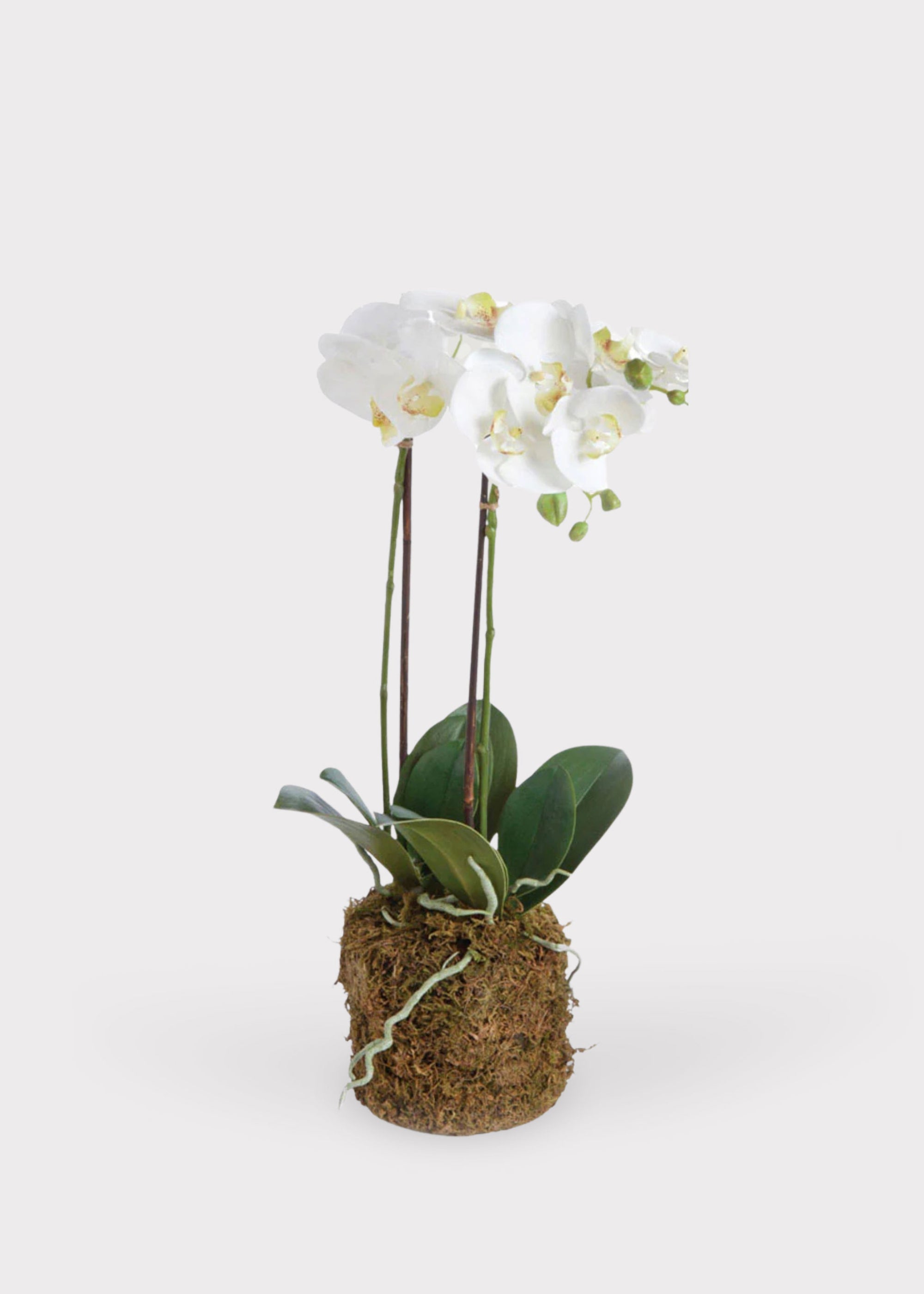 White Faux Orchid Plant for Planters and Shelves