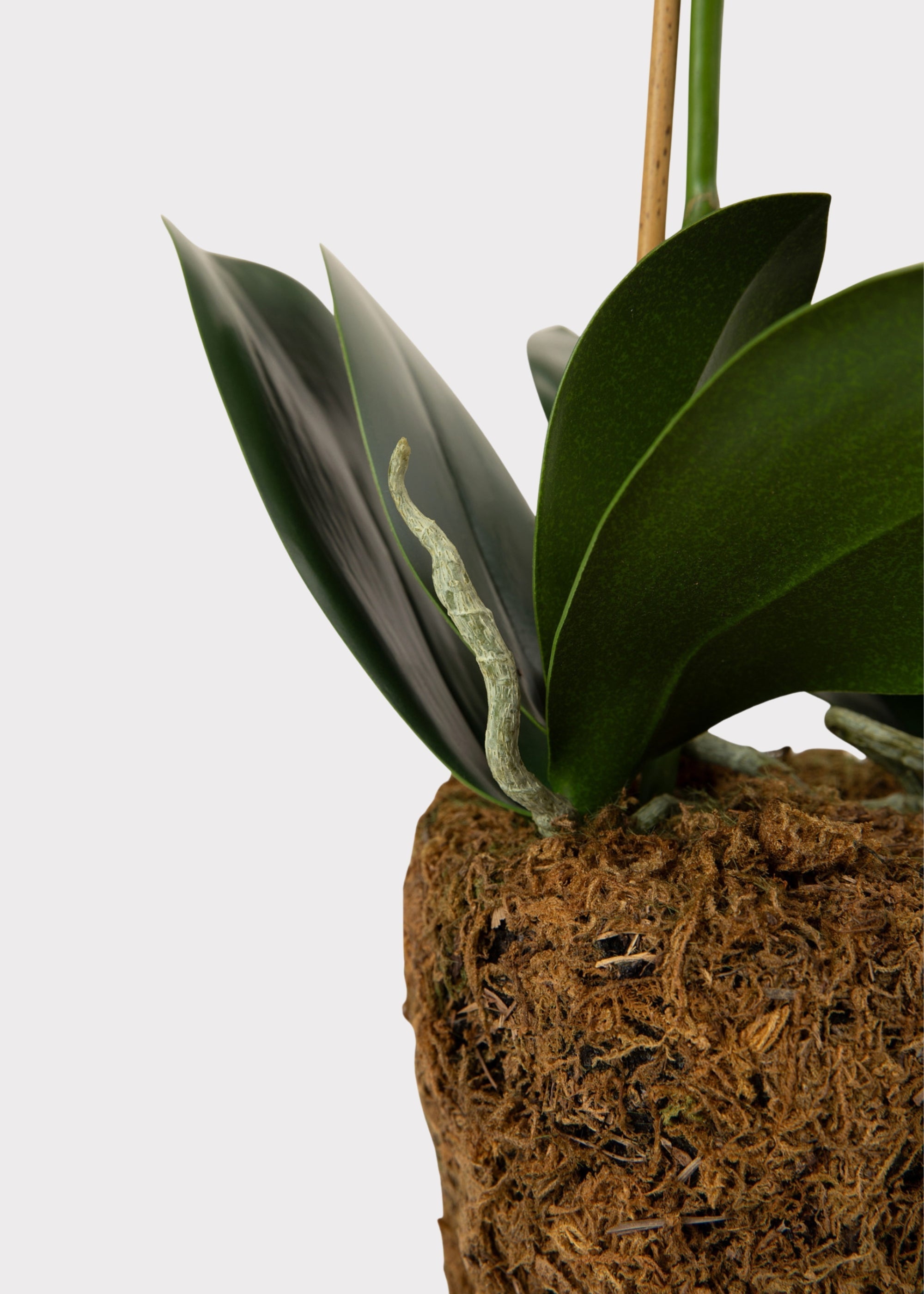 White Faux Orchid Plant for Planters and Shelves