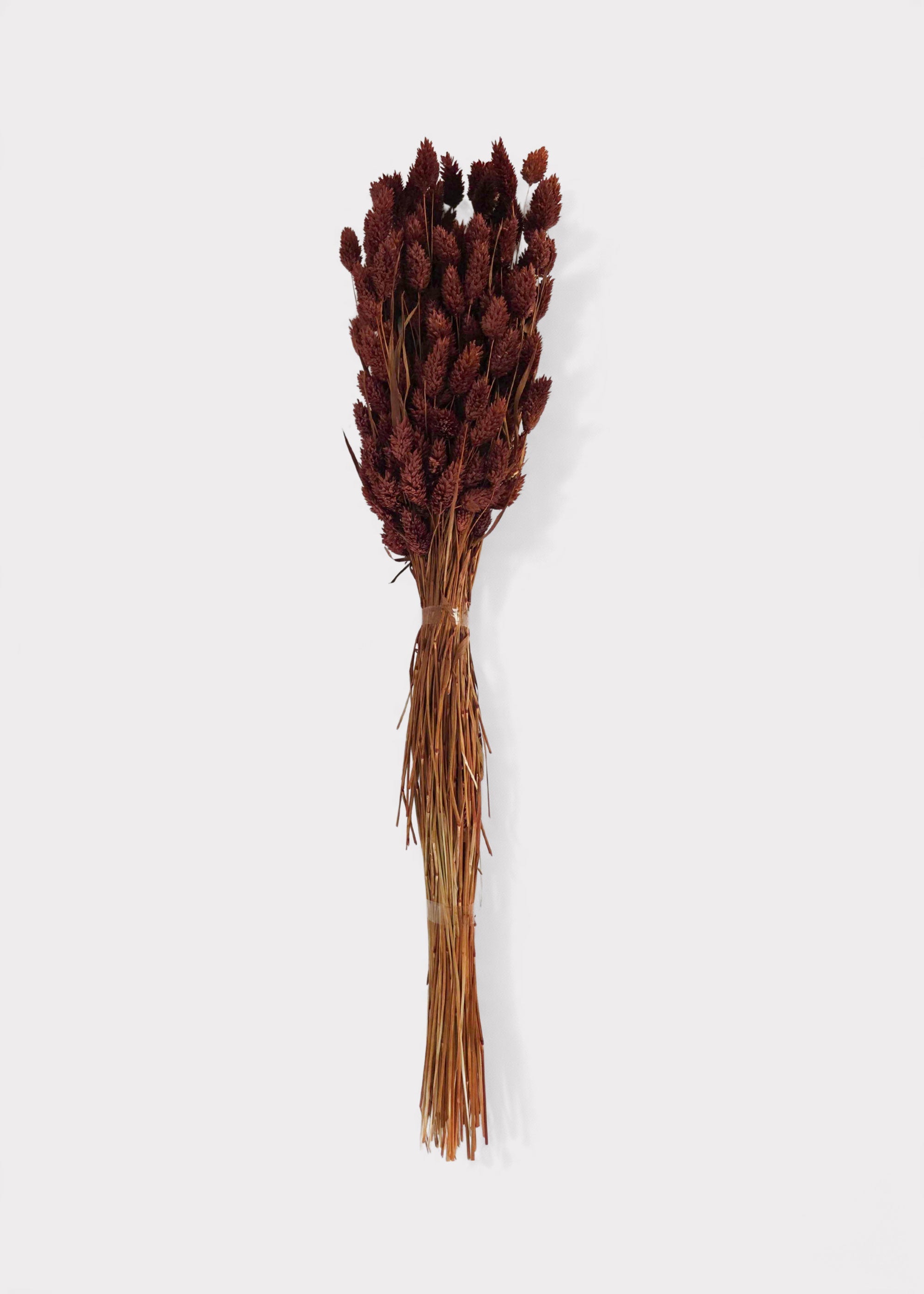 Burnt Brown Dried Grass Bundle for Vase and Wedding Styling