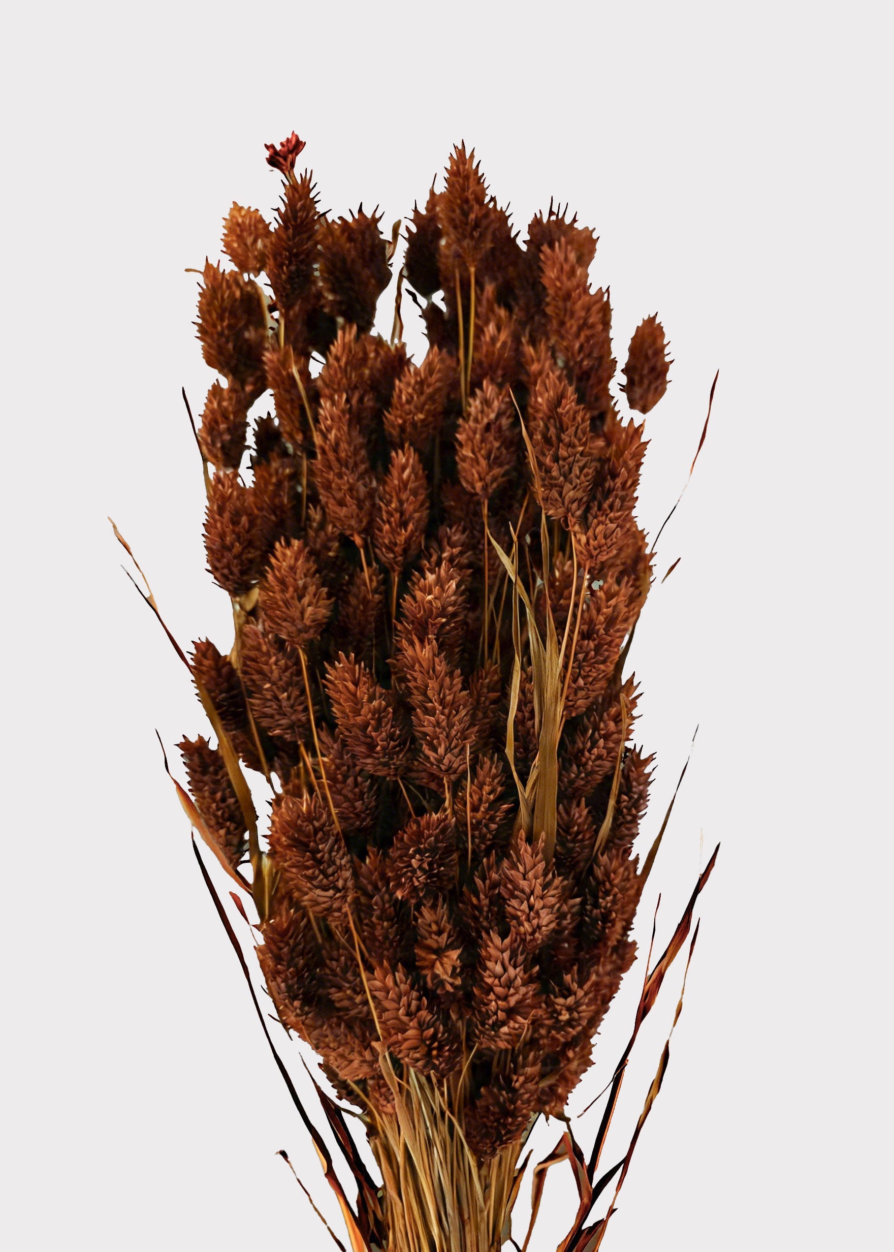Burnt Brown Dried Grass Bundle for Vase and Wedding Styling