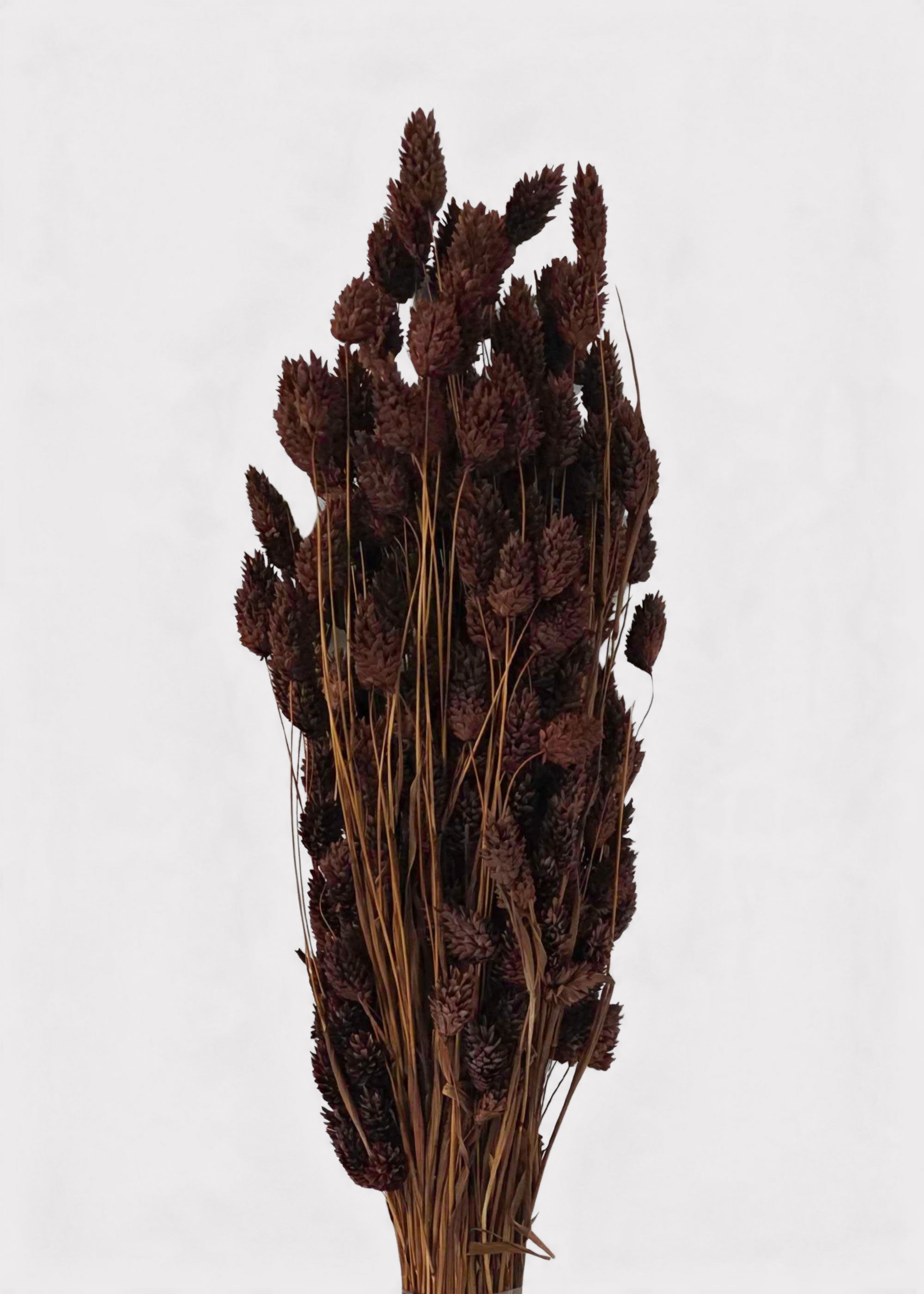 Chocolate Brown Dried Grass Bundle for Vase and Wedding Styling