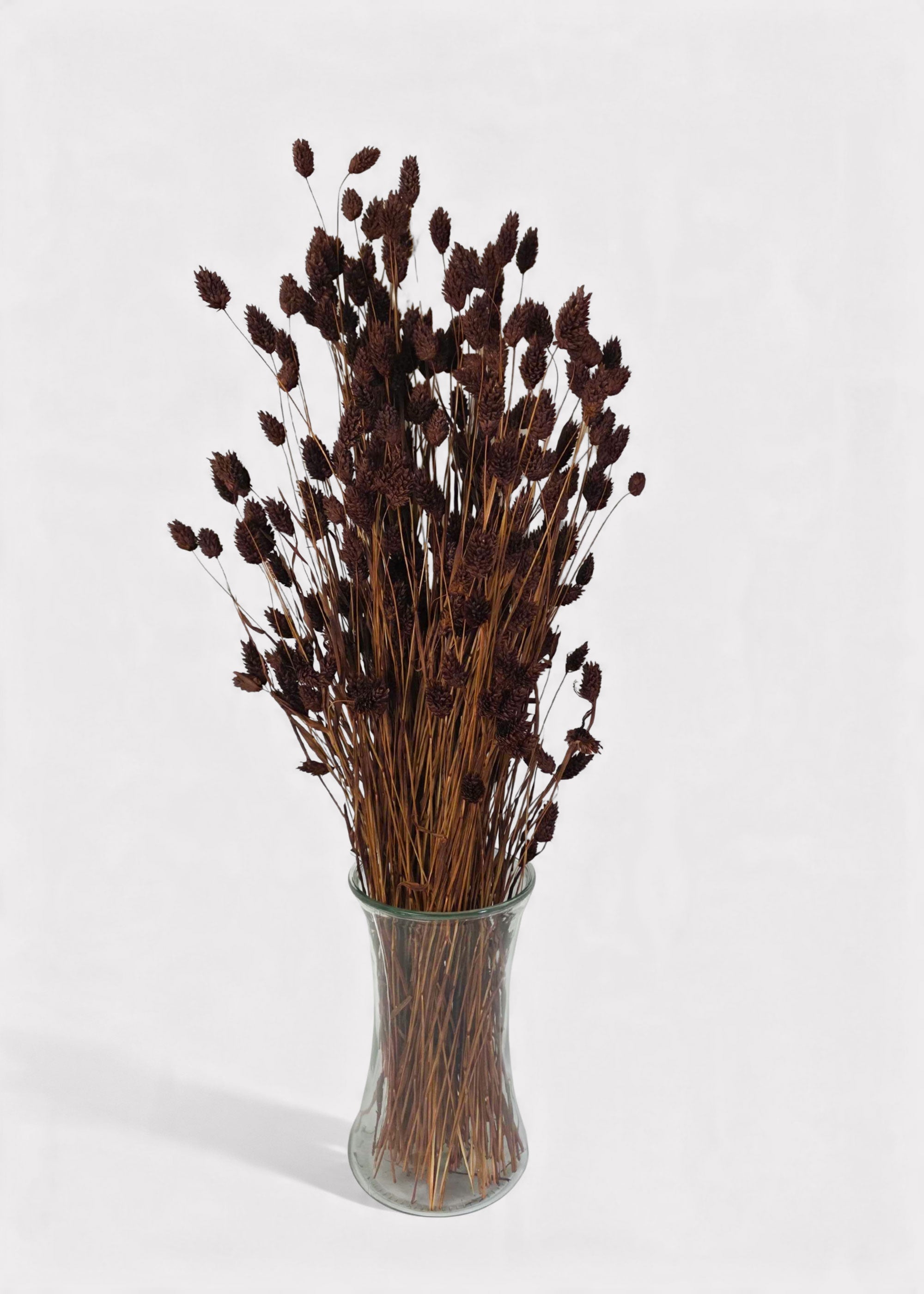Chocolate Brown Dried Grass Bundle for Vase and Wedding Styling