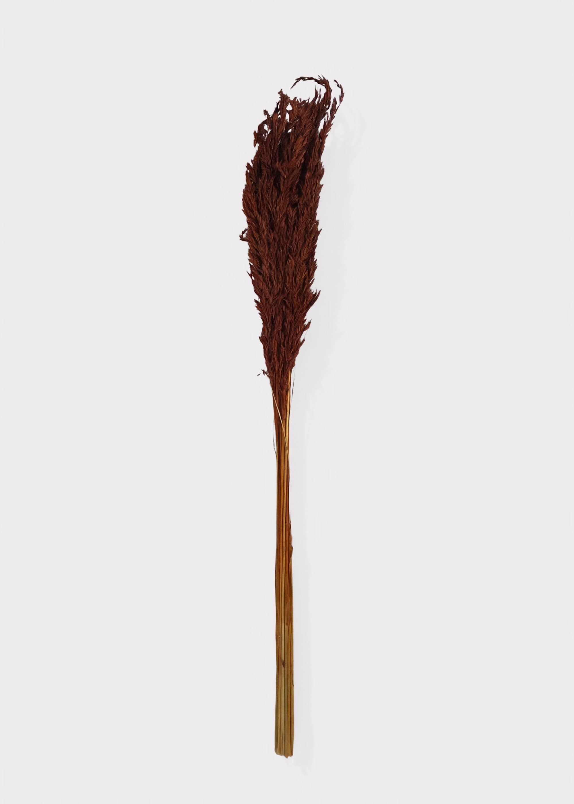 Burnt Brown Dried Grass Bundle for Vase and Wedding Styling