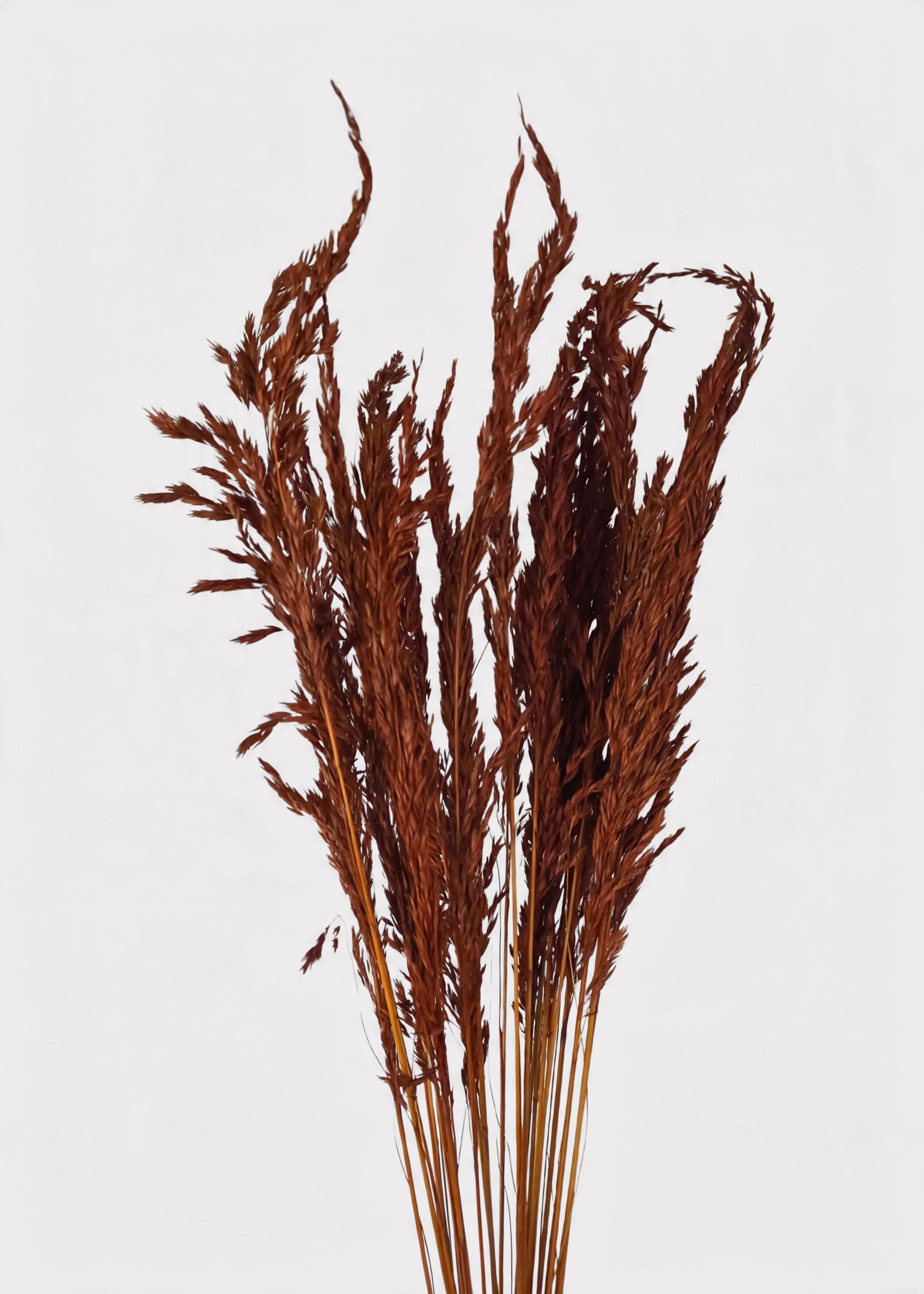 Burnt Brown Dried Grass Bundle for Vase and Wedding Styling