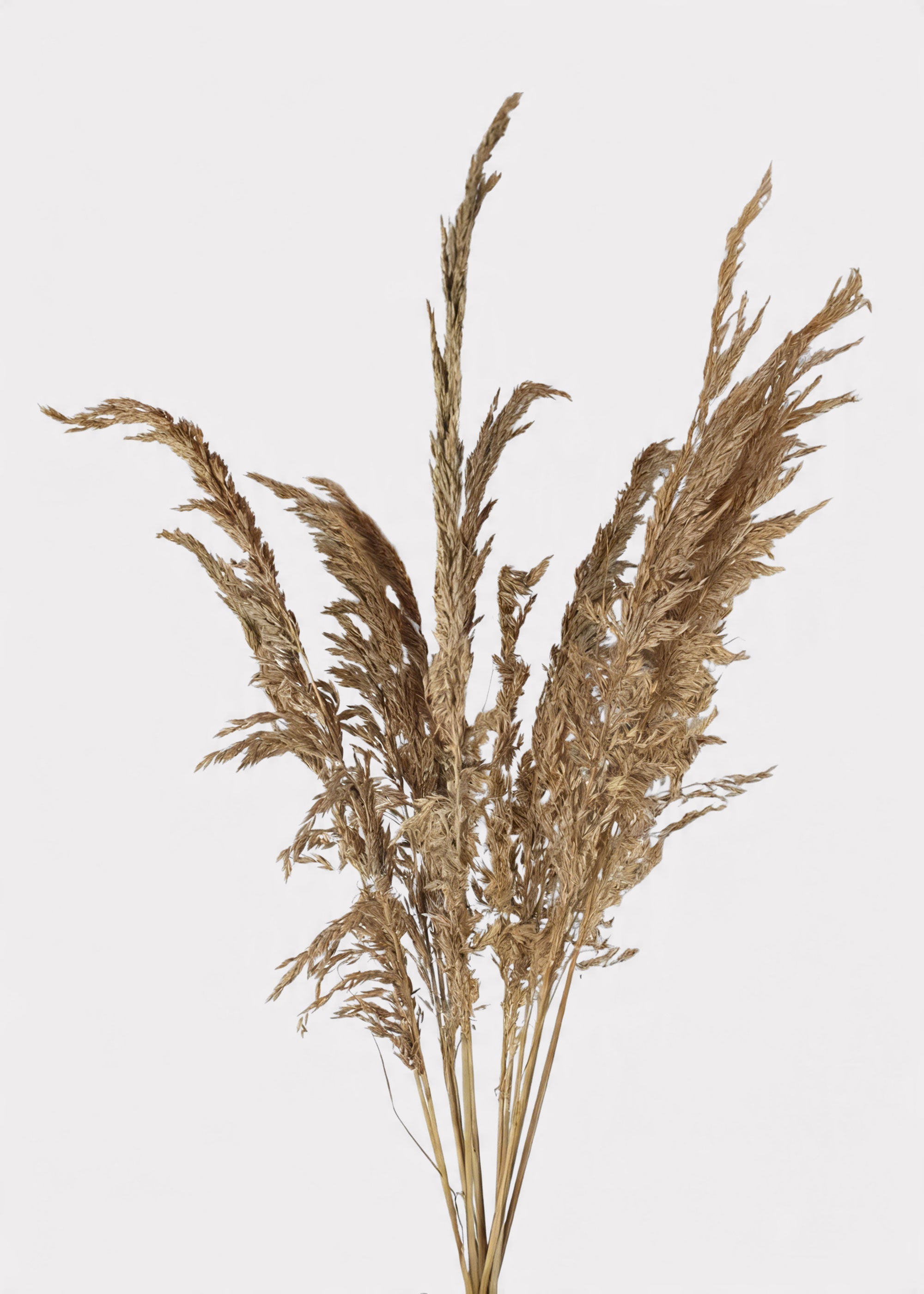 Dried Grass Bundle for Vase and Wedding Styling