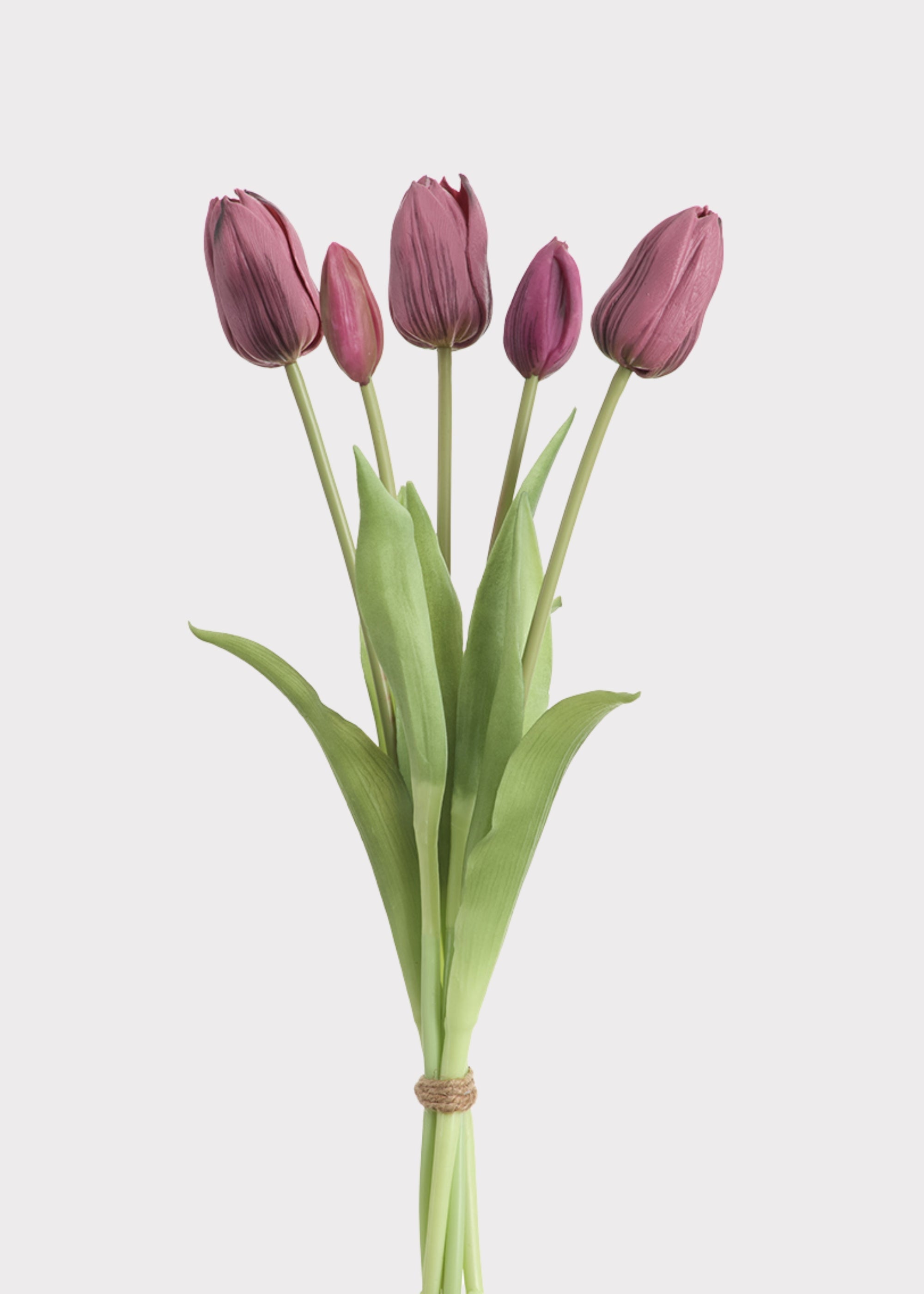 Plum Tulip for Home Styling