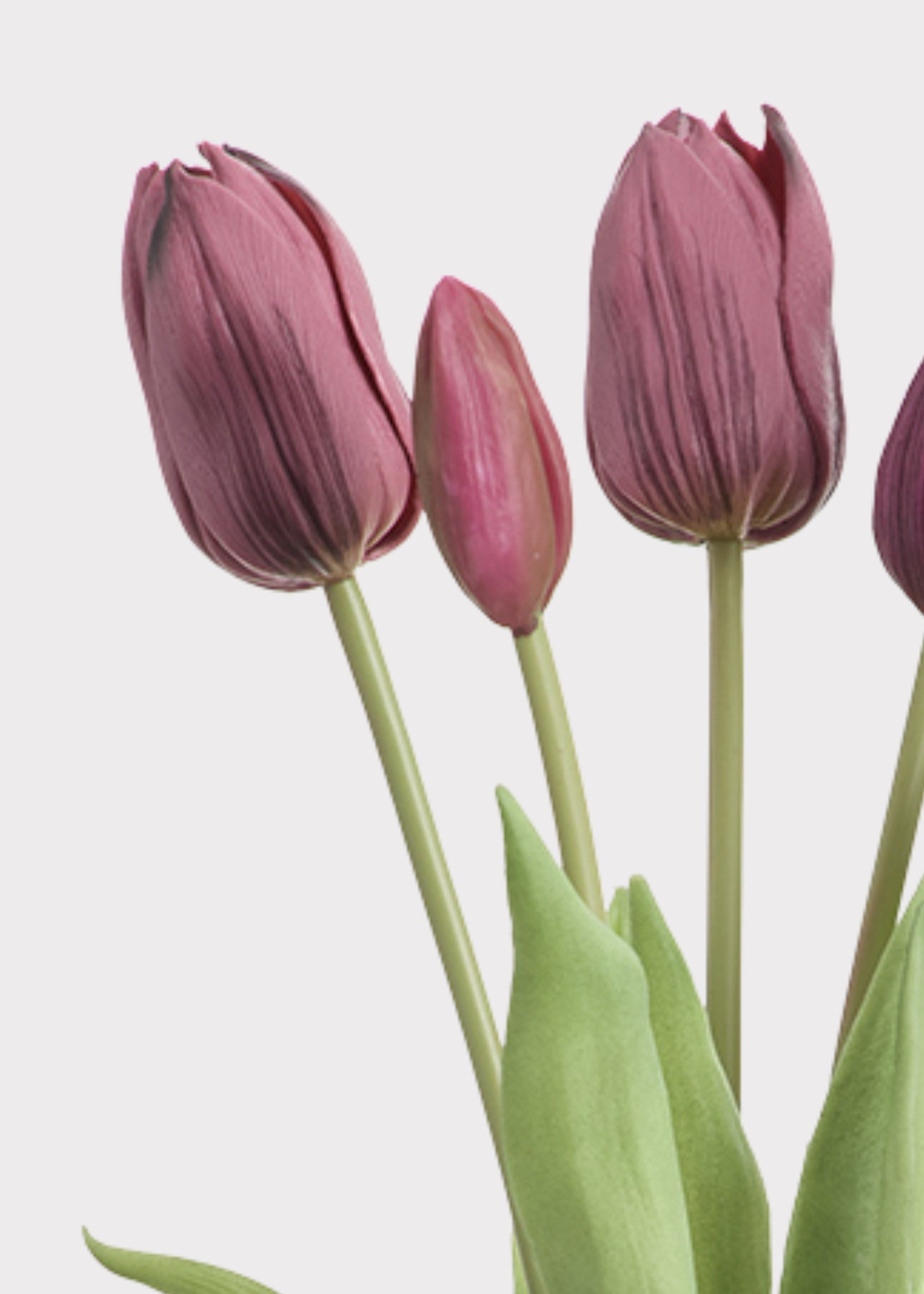 Plum Tulip for Home Styling