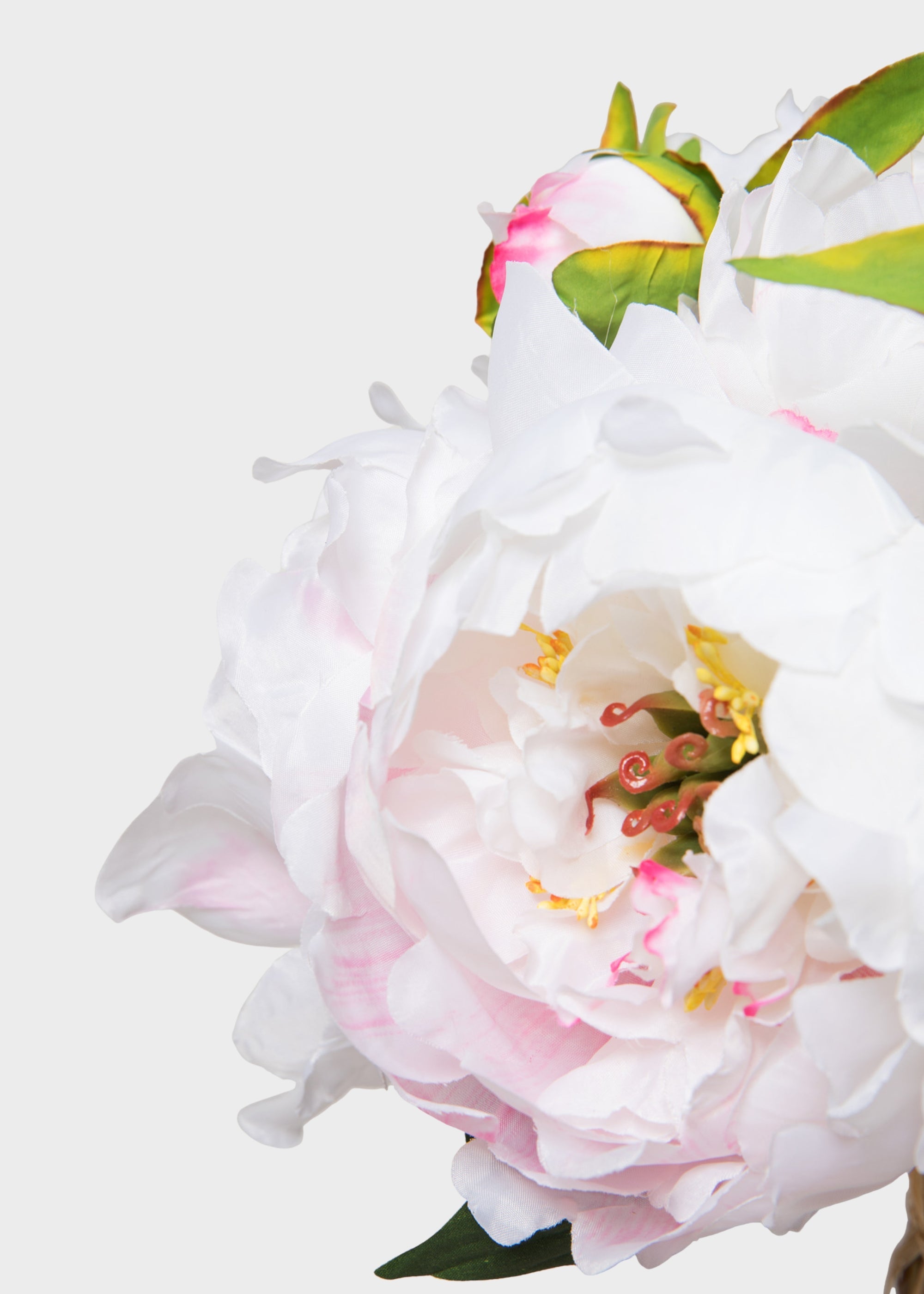 Cream Peony for Home Styling