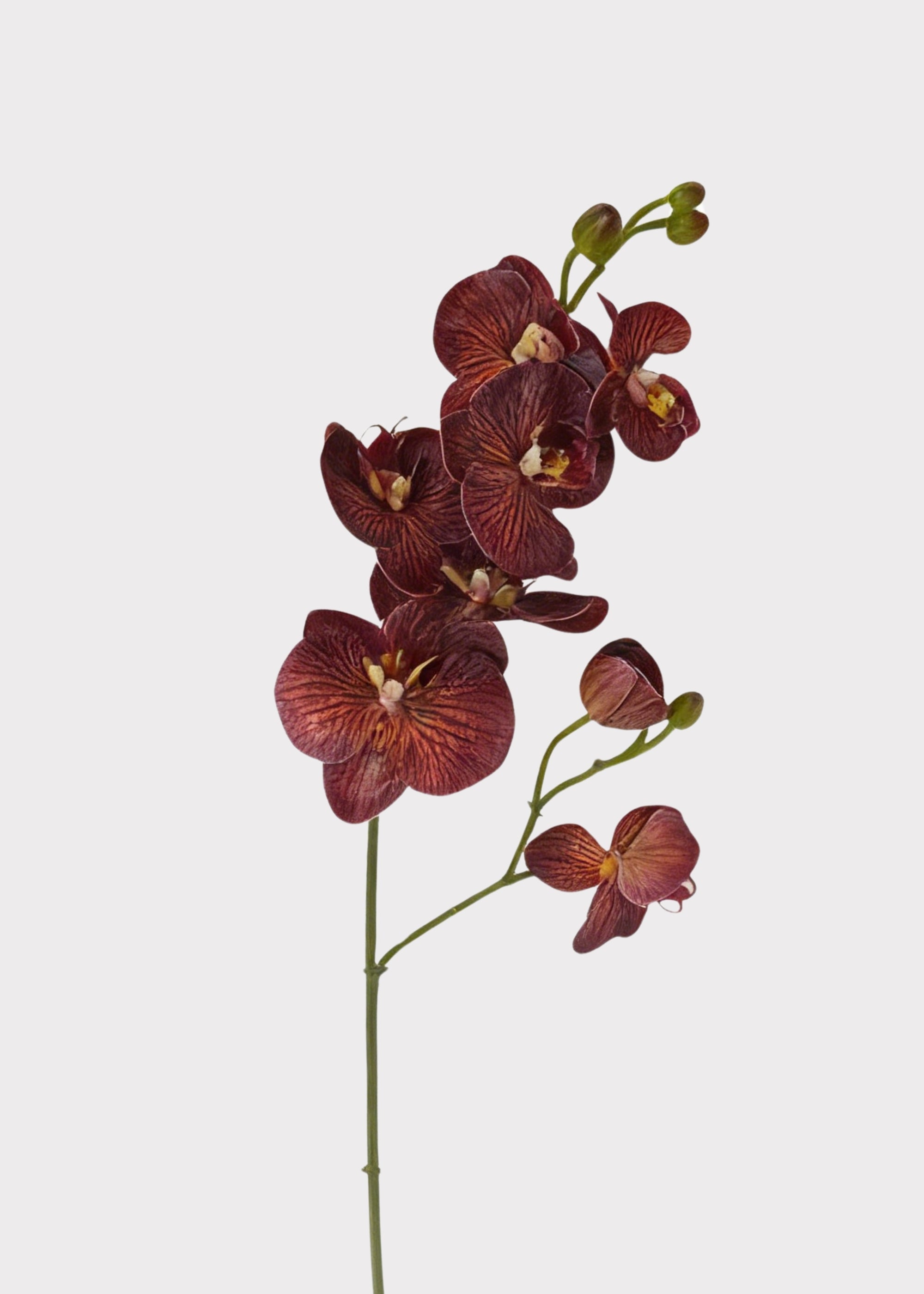 Brown Real Touch Orchid Stem for Seasonal Vase Styling
